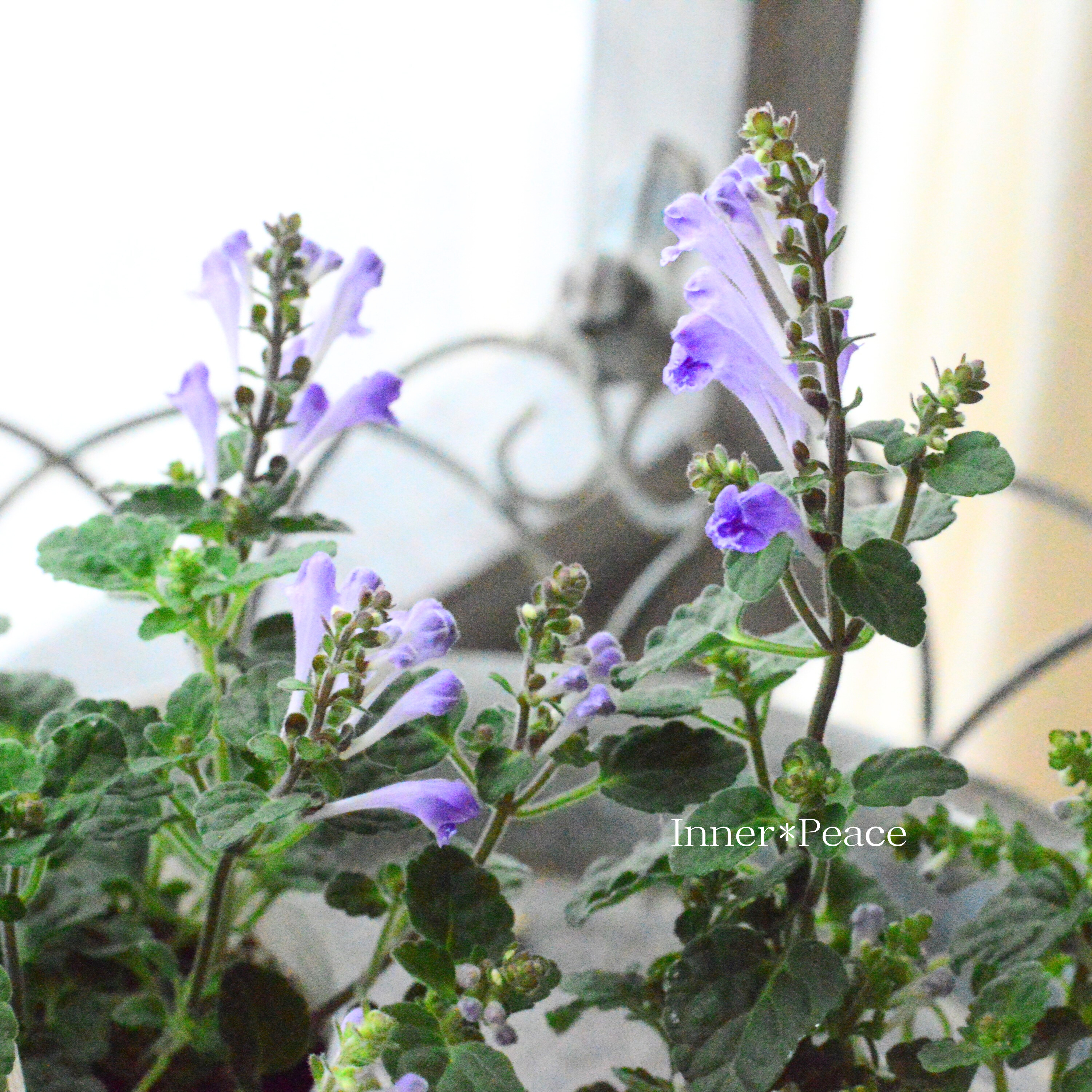 【美しい】 スクテラリア(タツナミソウ) 『ブルー』 2.5寸POT