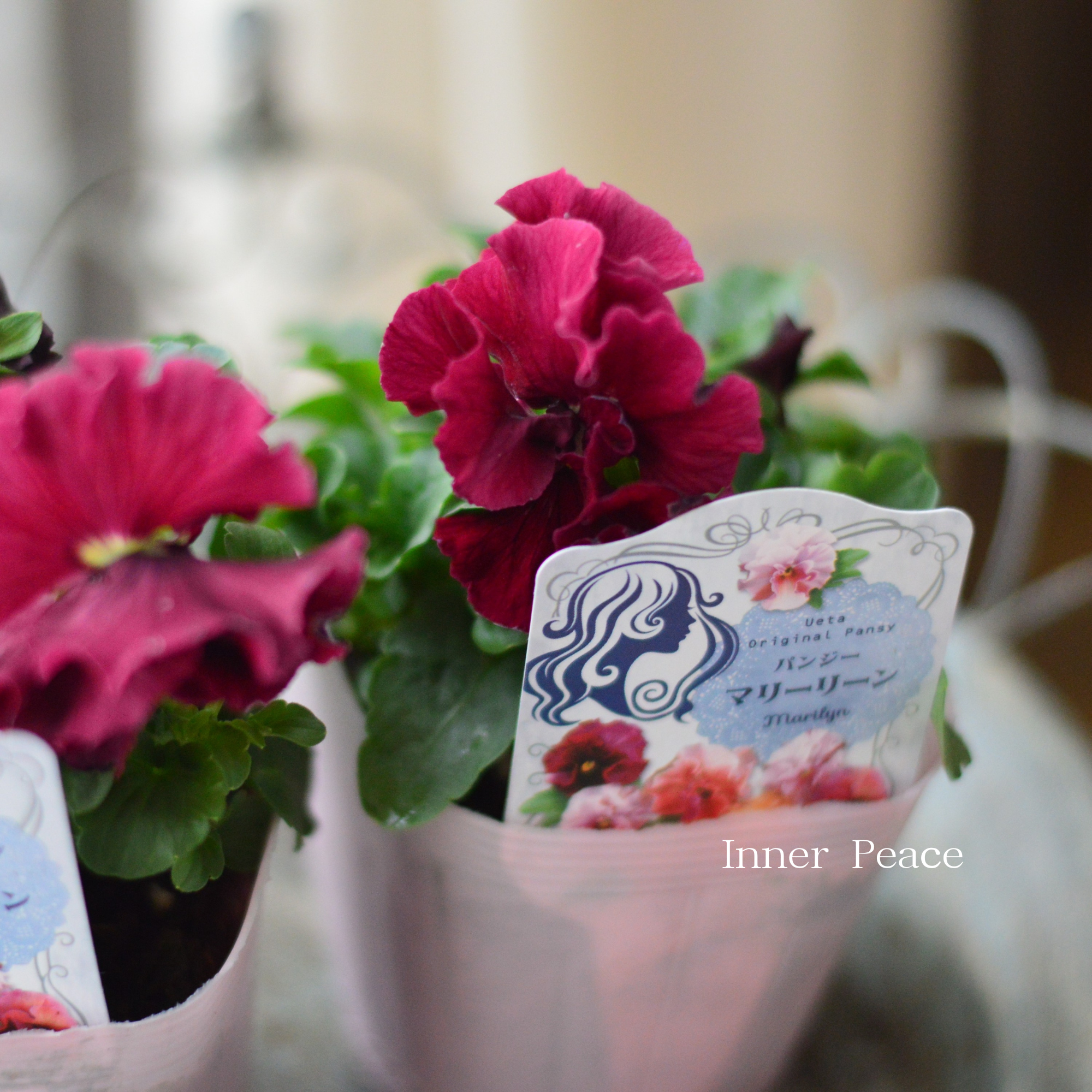 【うえたさん育種】 パンジー 『マリーリーン・B』 3.5寸POT