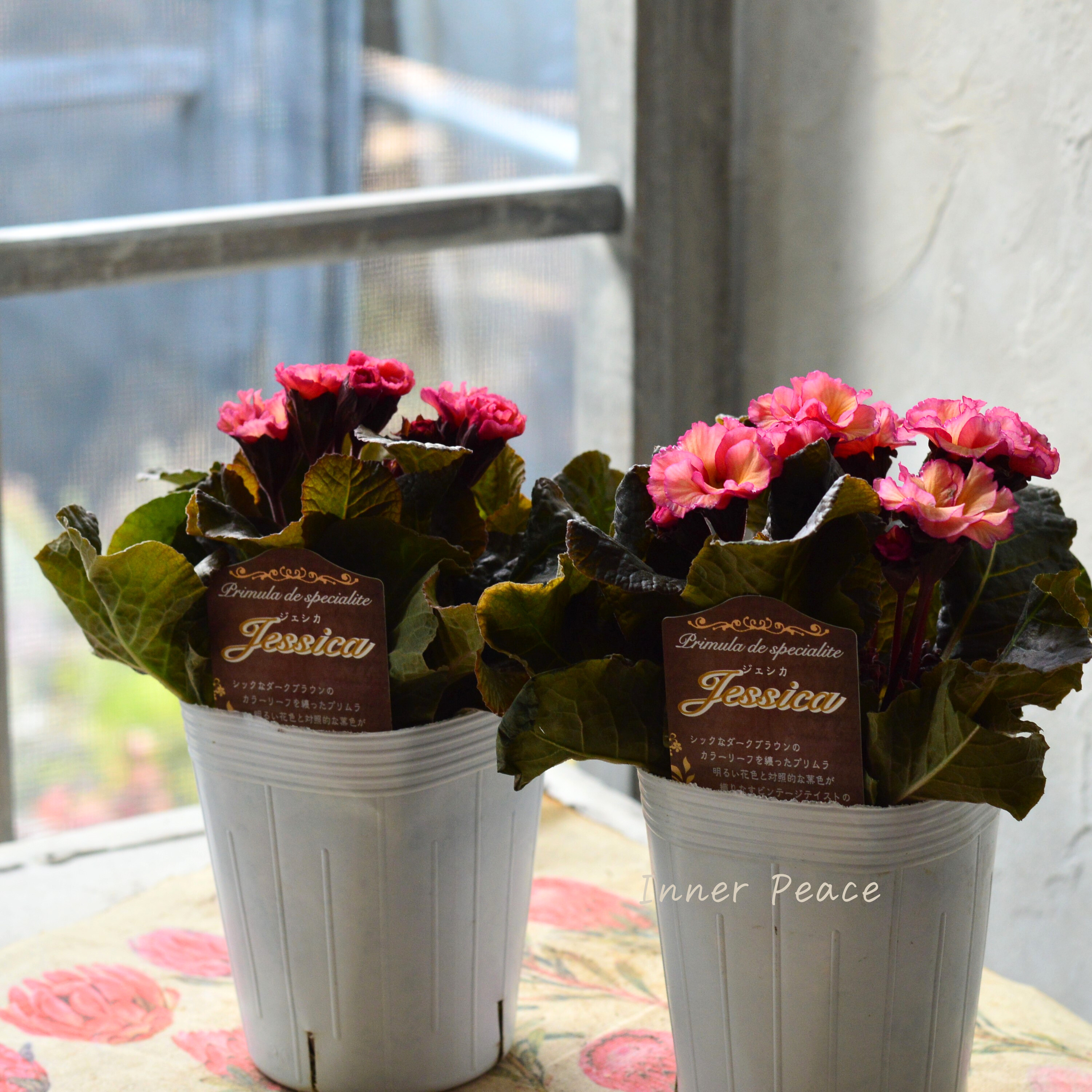 【松原園芸さん】 銅葉プリムラ 『ジェシカ・アンティークピンク系』 3寸POT