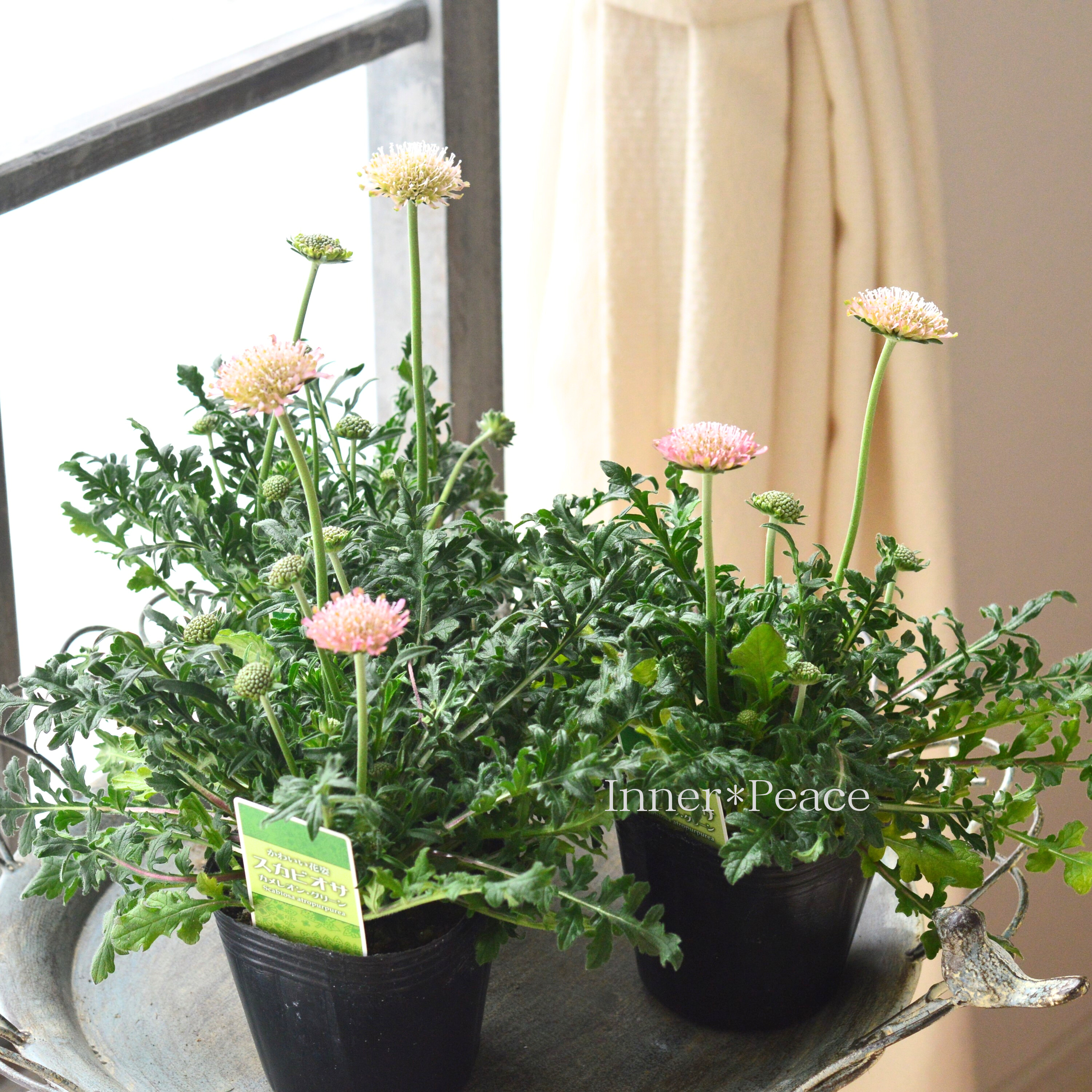 【かわいい】 スカビオサ 『カメレオングリーン』 3寸POT