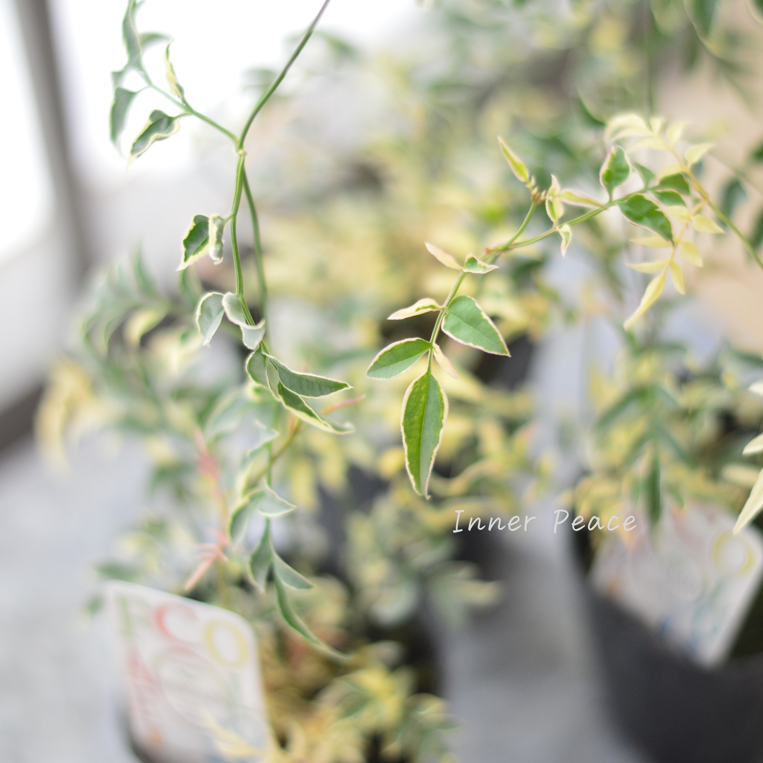 【斑入り】 ハゴロモジャスミン『ミルキーウェイ』 2.5寸~3寸POT