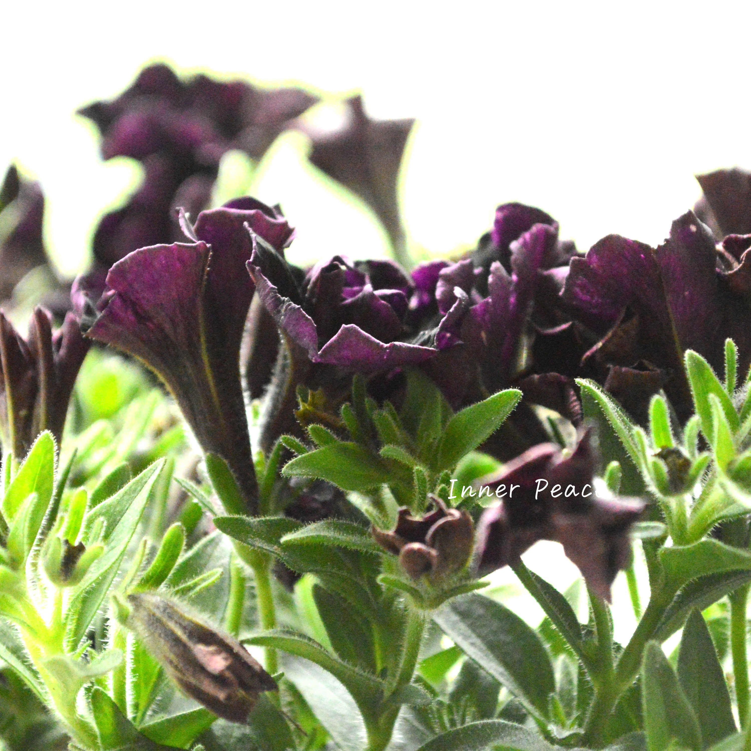 【花芳さんオリジナル】 八重咲きペチュニア 『ジュリエット・ブラック』 3.5寸POT