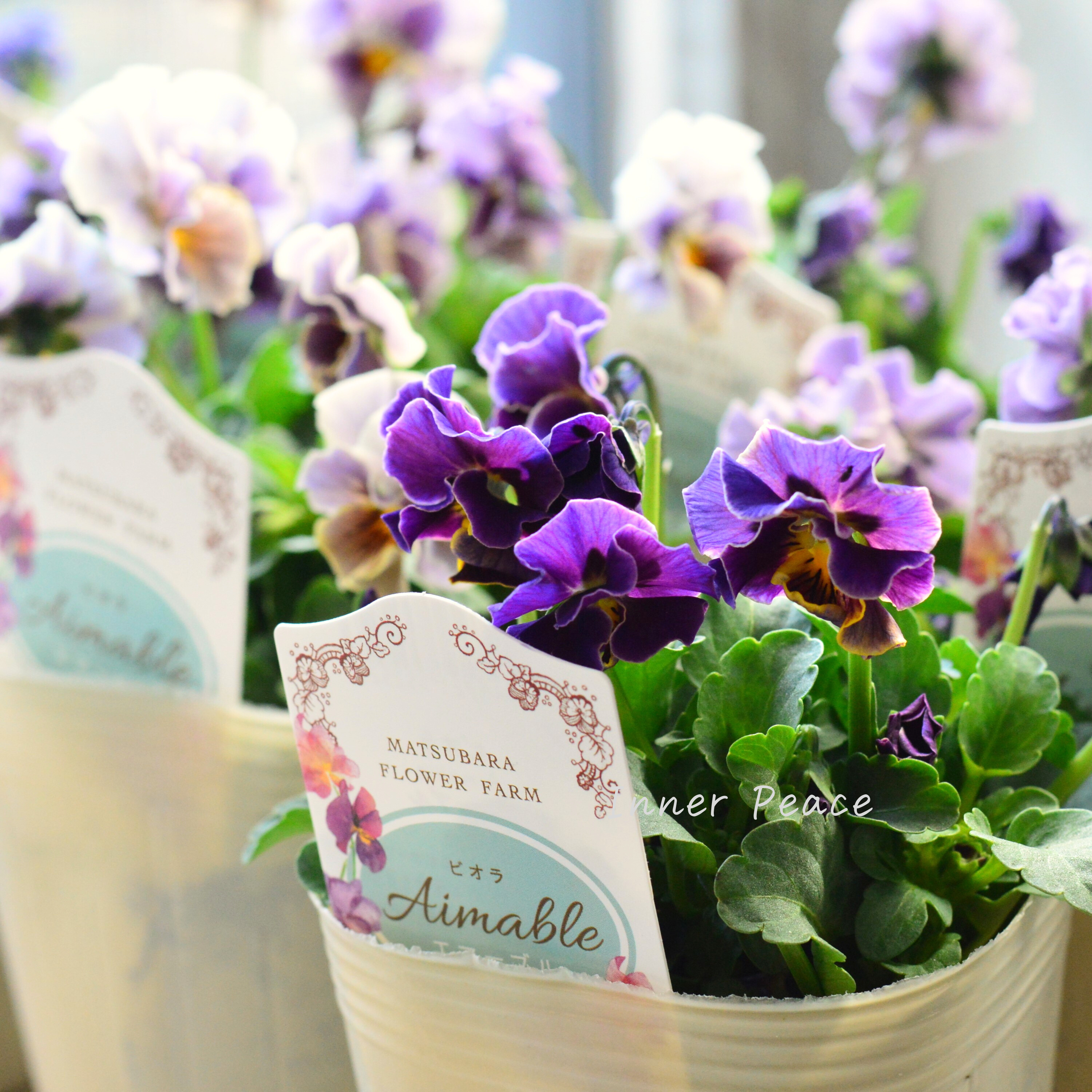 【マツバラフラワーファームさん】 ビオラ 『エマーブル・スタイリッシュグレイ』 3寸ロングPOT