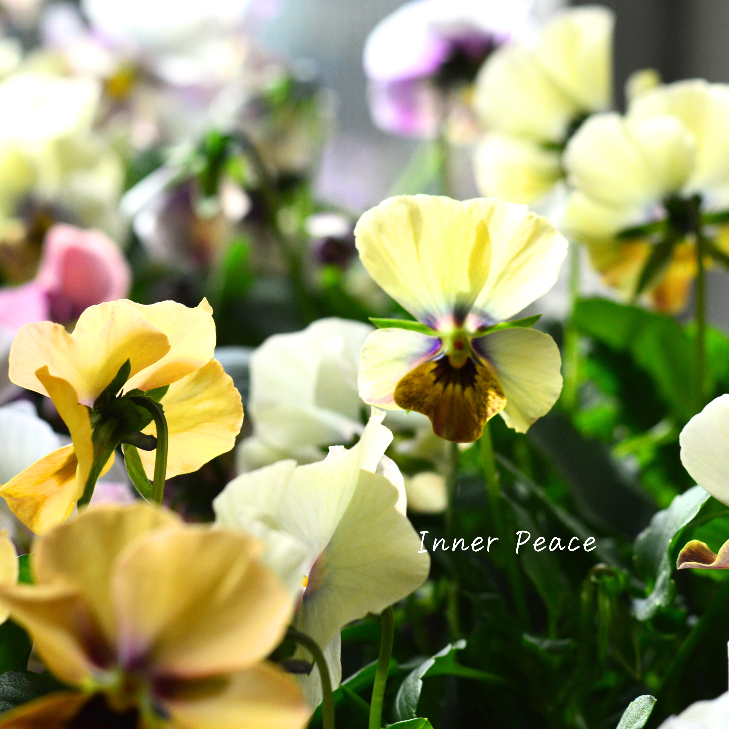 【美しい】 ビオラ ロカハーツ 『ホルシス』 3.5寸POT