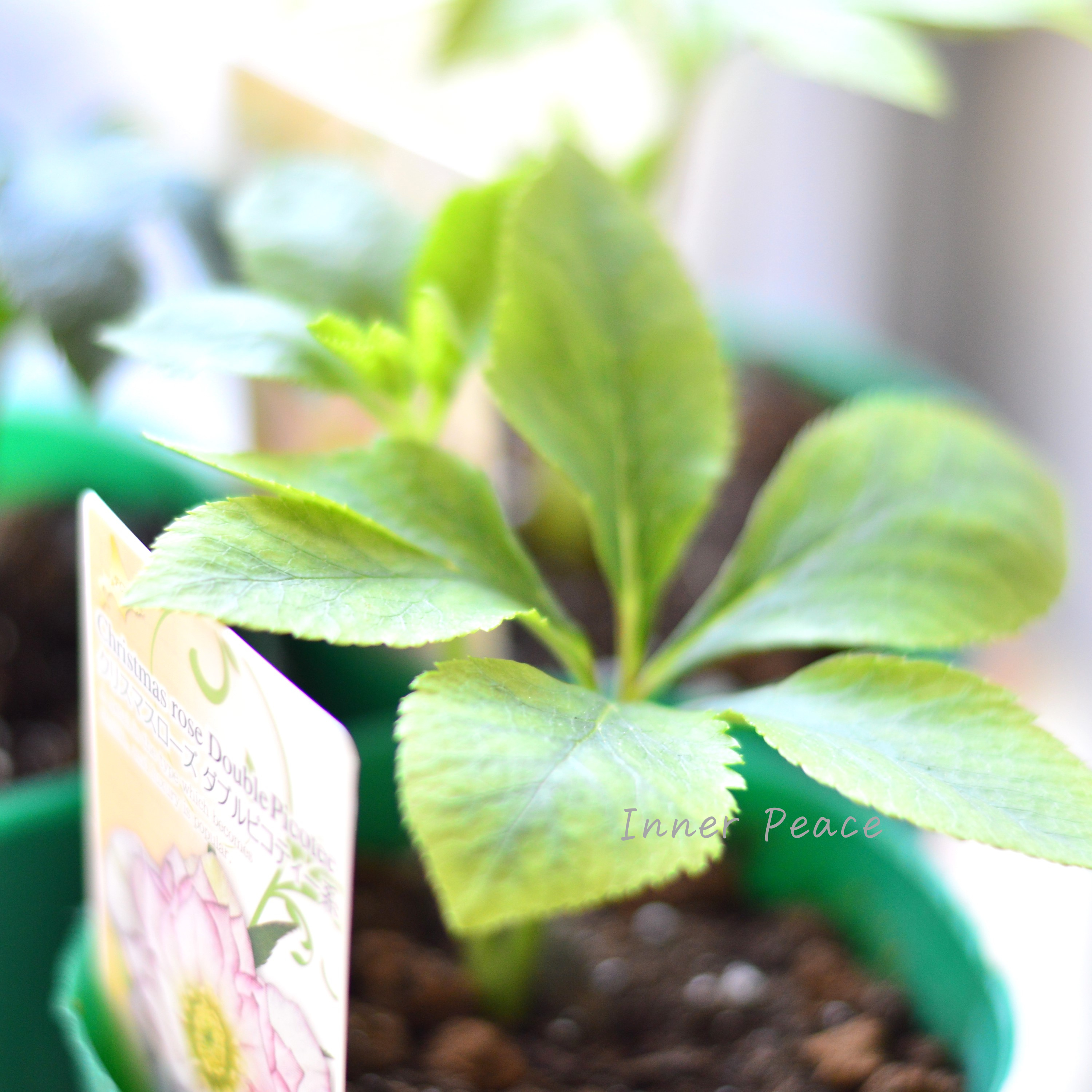 【八重咲き】 クリスマスローズ 『ダブルピコティ系』 3.5寸ロングPOT