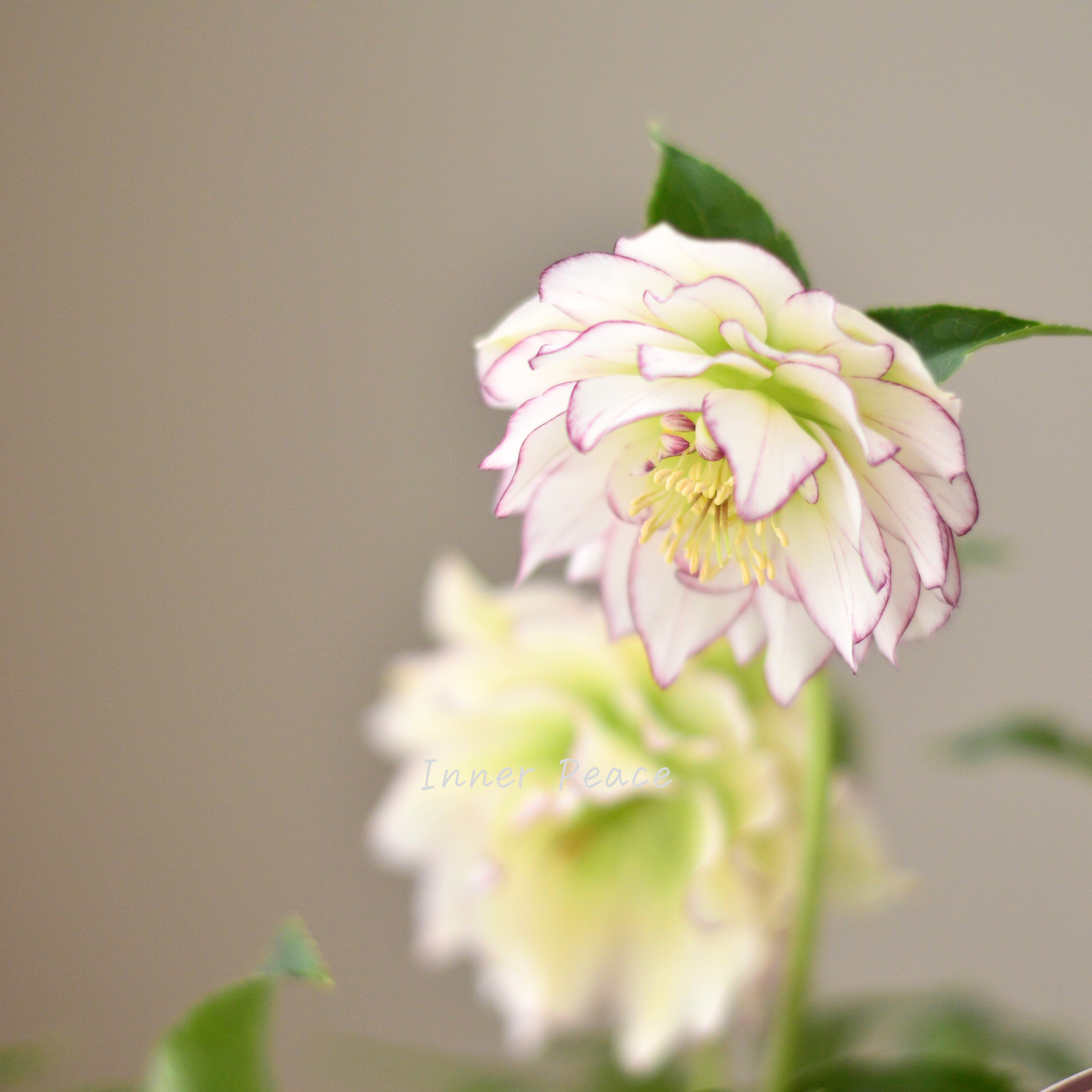 【希少】 吉瀬園芸さんのクリスマスローズ 『プレミアム・ダブル C』 4寸鉢