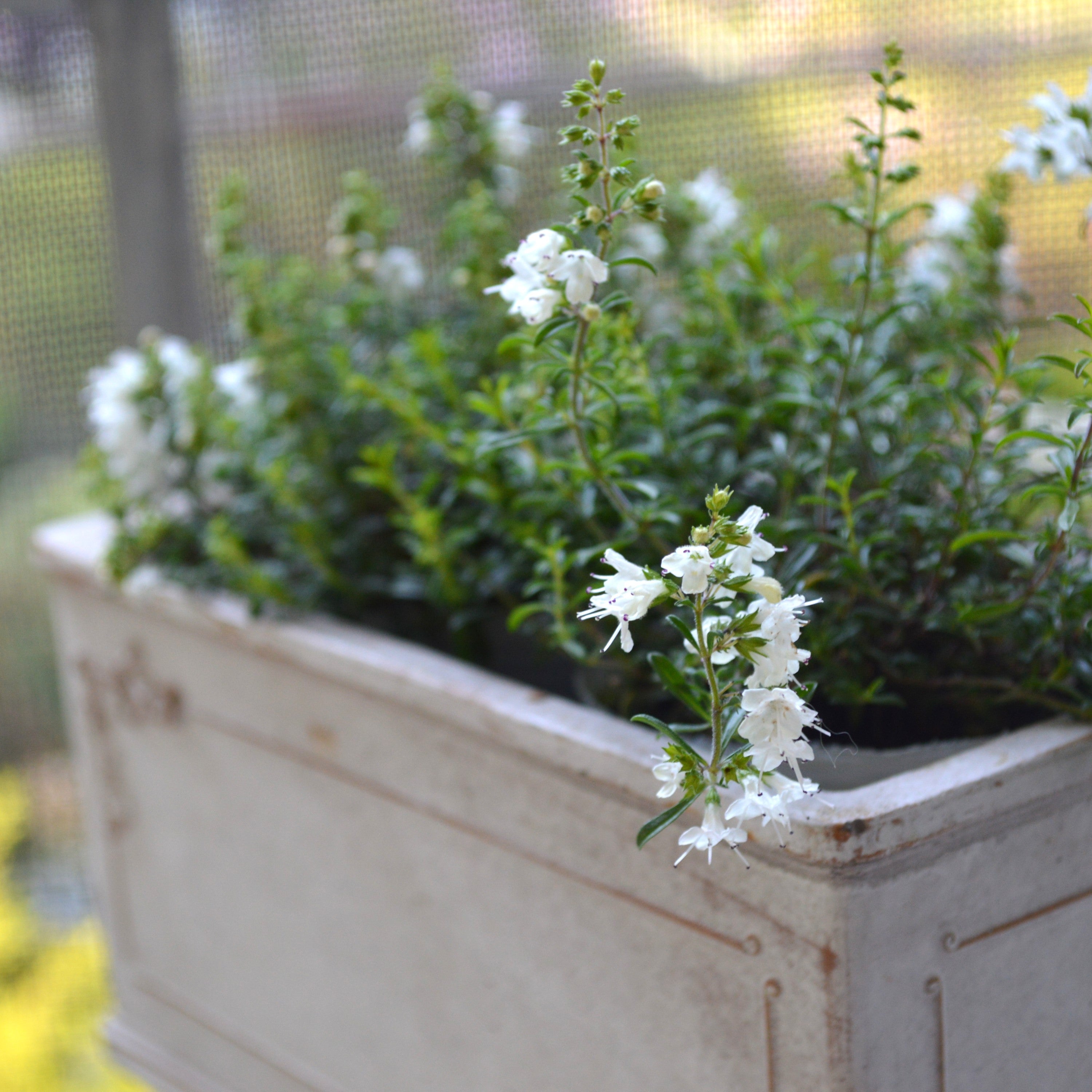 【宿根】 サツレジャ モンタナ 2.5寸POT