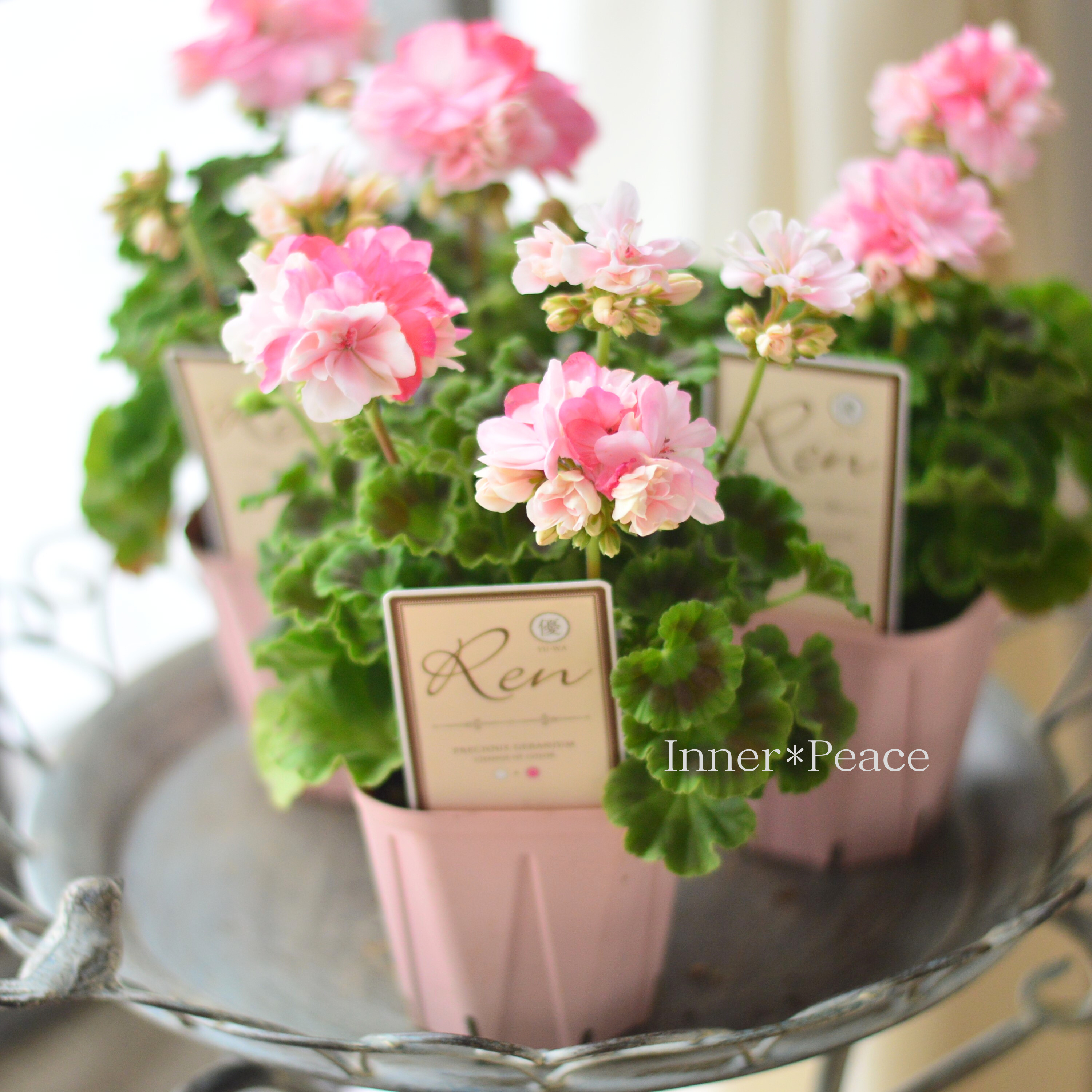 【美しい】 ゼラニウム 『Ren ~レン~』 3.5寸硬質POT