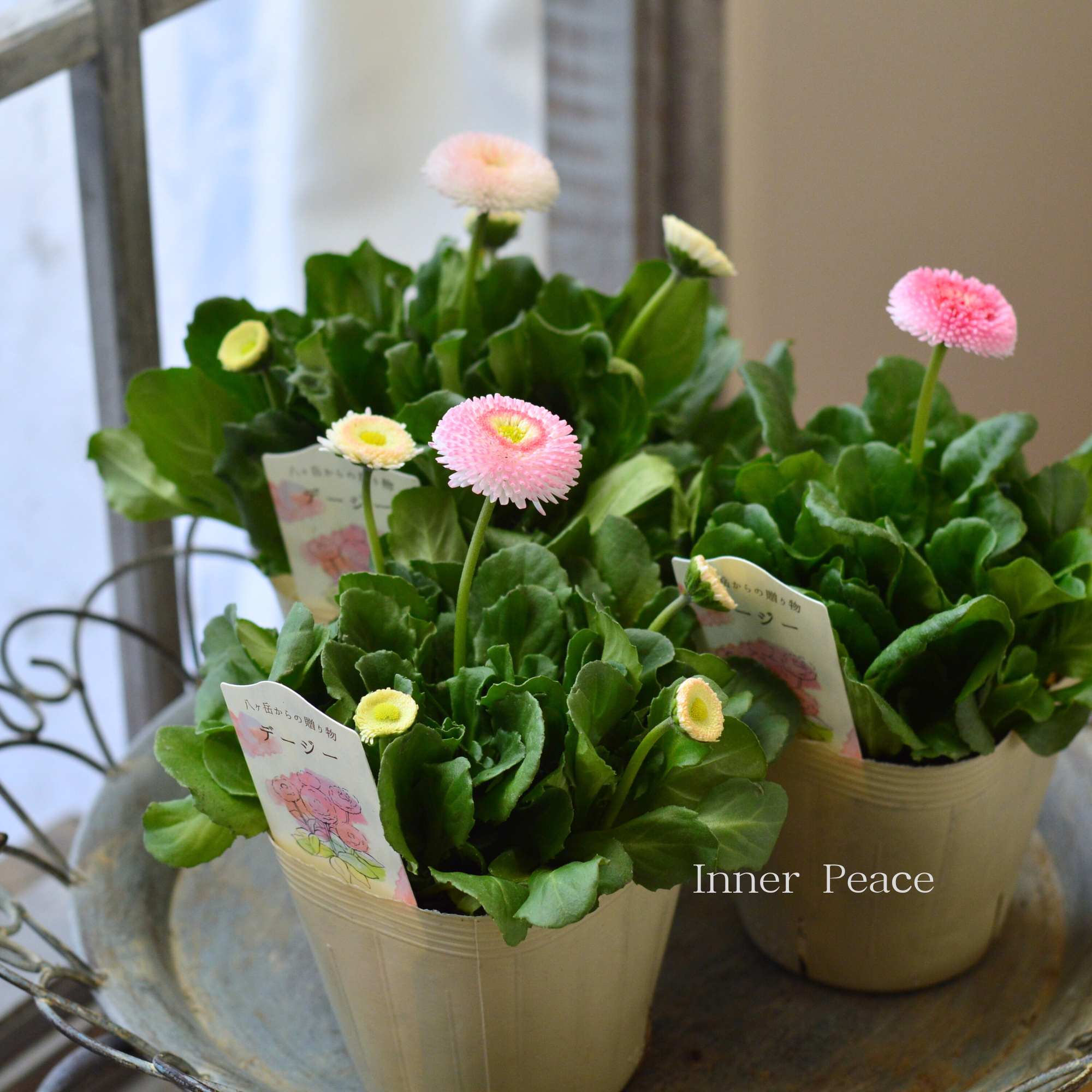 【かわいい】 チロリアンデージー 『ストロベリー&クリーム』 3.5寸POT