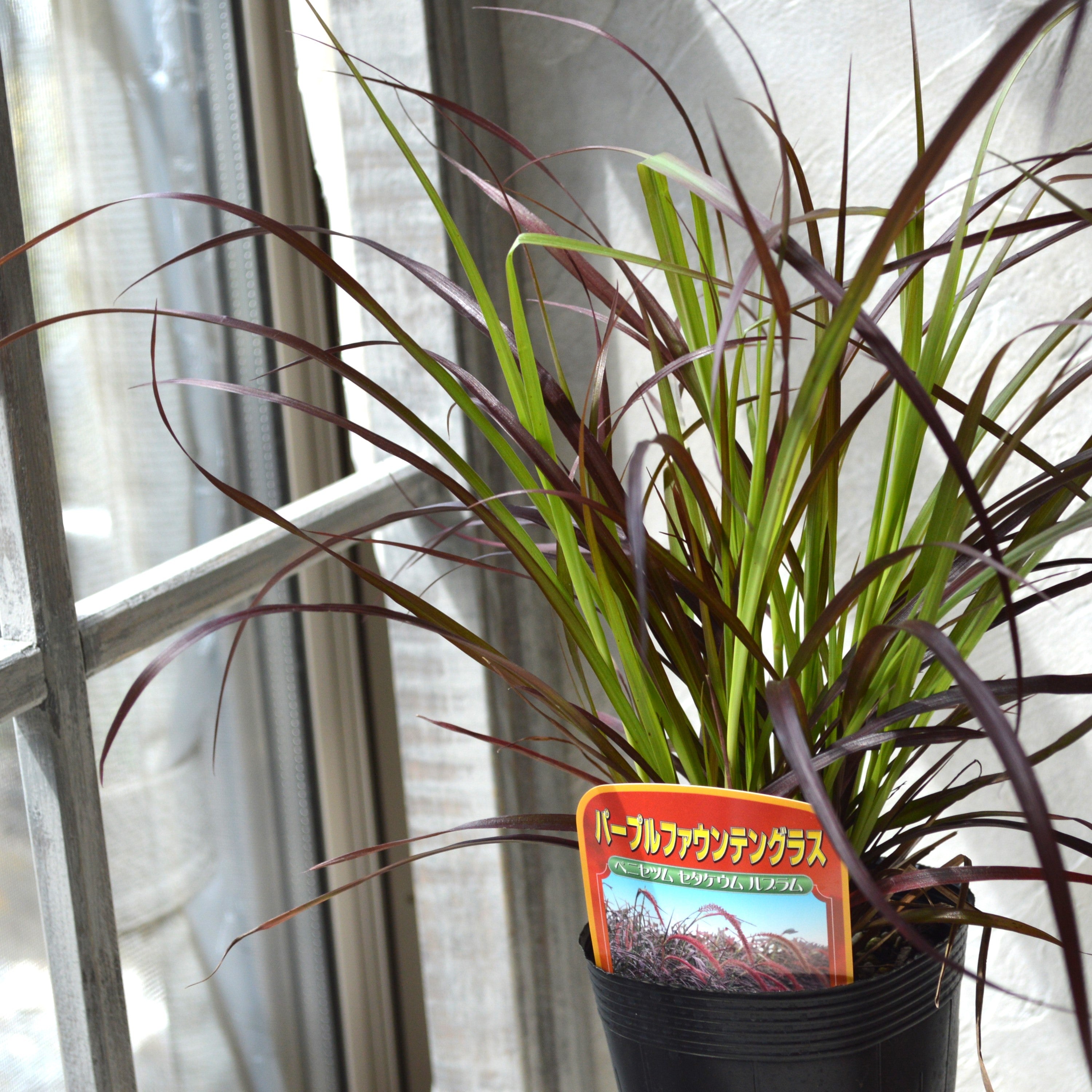 【かっこいい】 パープルファウンテングラス 3~3.5寸ロングPOT