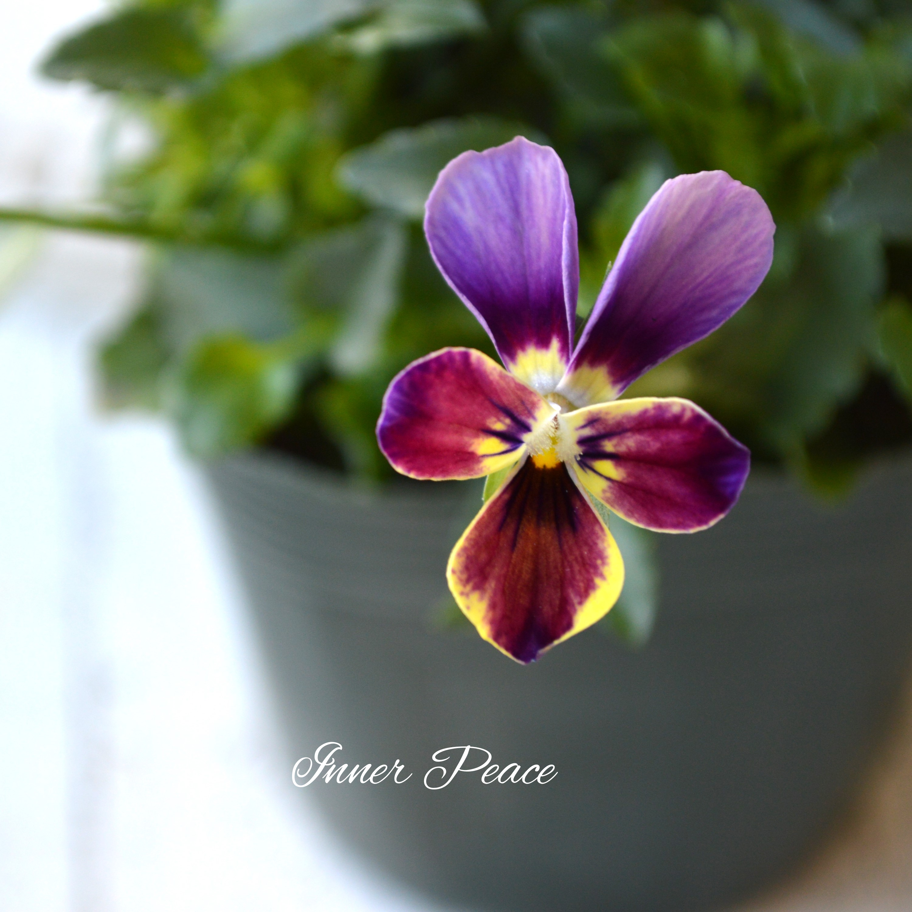 【ゲブラさん】 ビオラ 『ミステリアスバニー』 3.5寸POT