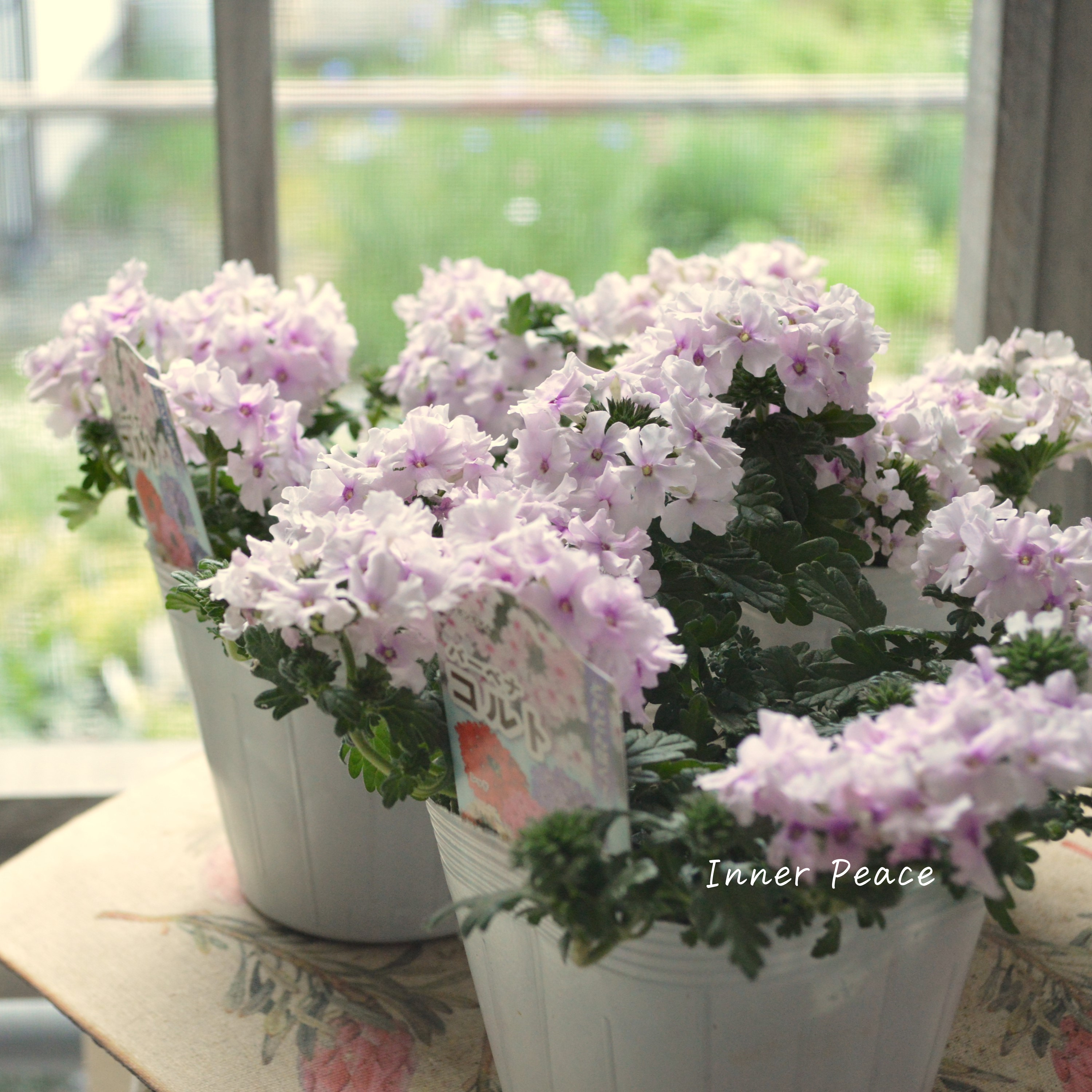 【宿根】 バーベナ 『コルト・ライトピンクアイ』 3.5寸POT