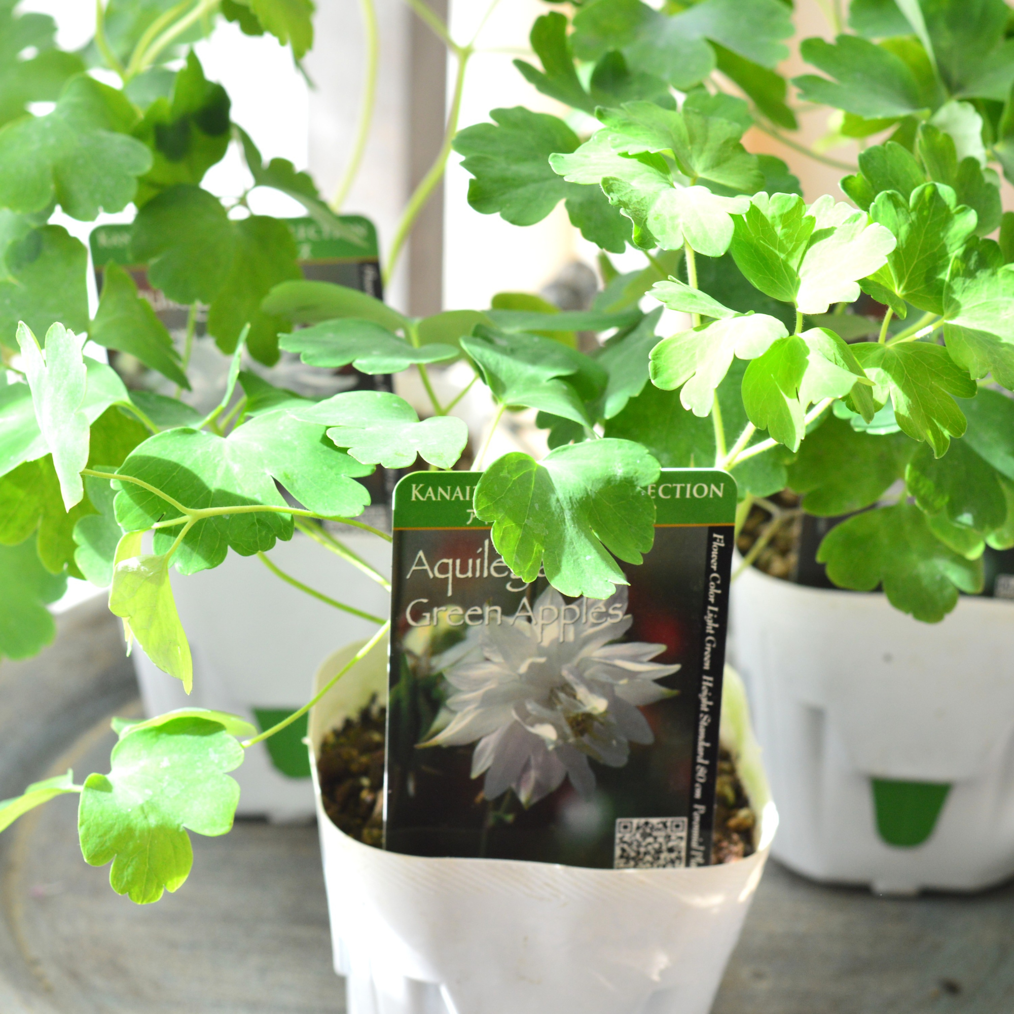 【八重咲き】 オダマキ 『グリーンアップルズ』 3.5寸POT