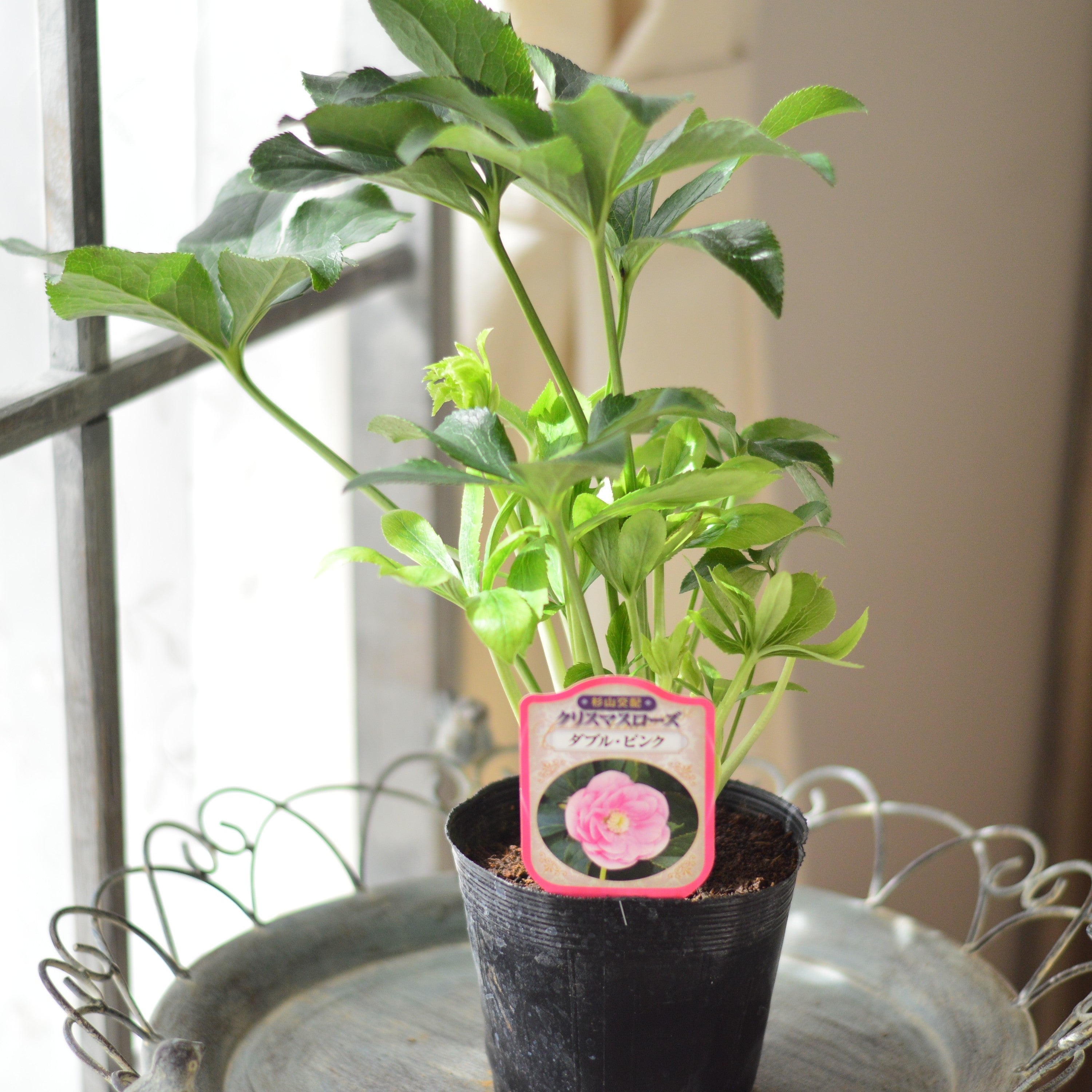 【杉光園芸さん】 クリスマスローズ 『ダブル・ピンク』 4寸POT