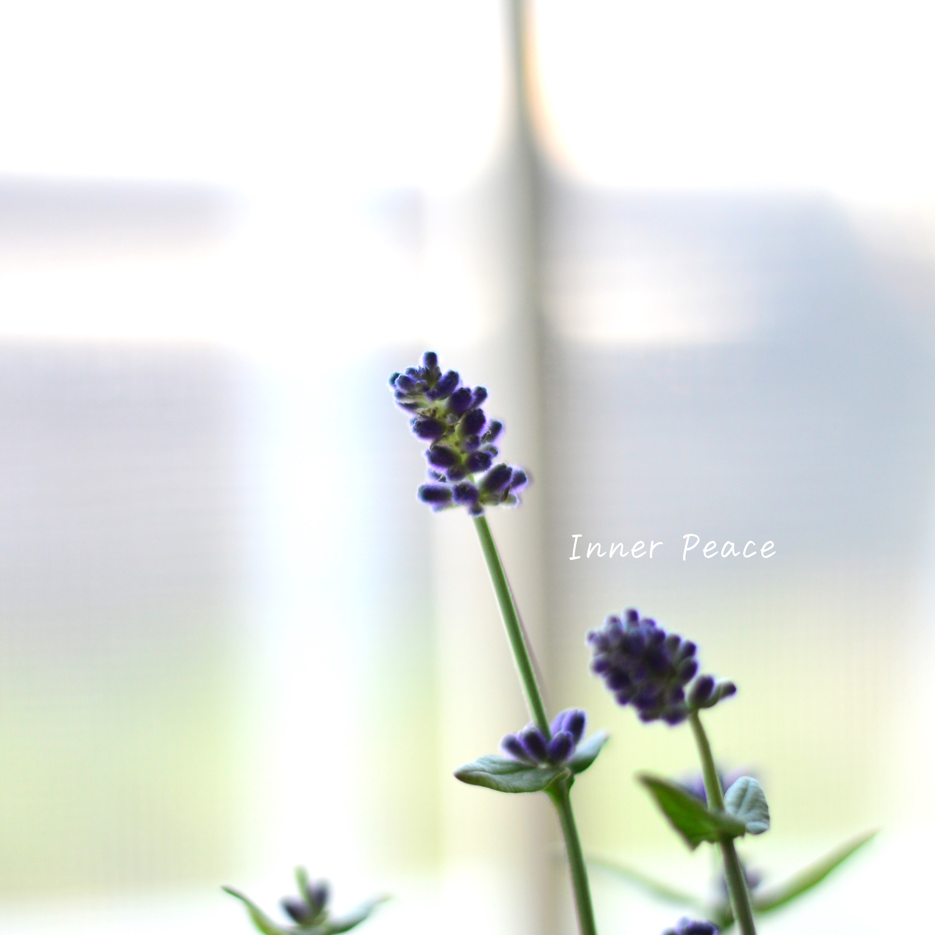 【良い香り】ラベンダー 『センティヴィア・ブルー』 3寸ロングPOT