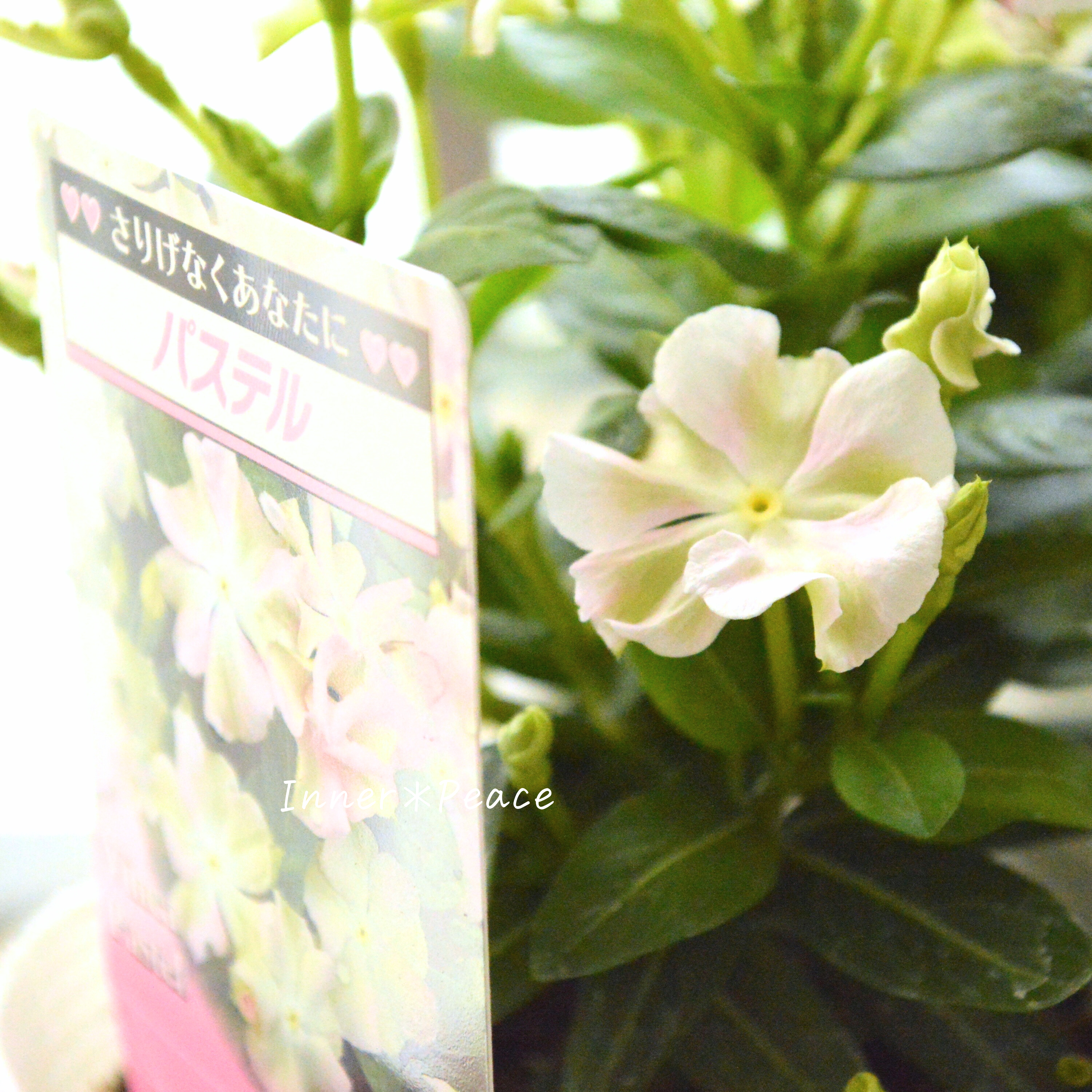 【北島園芸さん】 ニチニチソウ 『パステル』 3.5寸POT