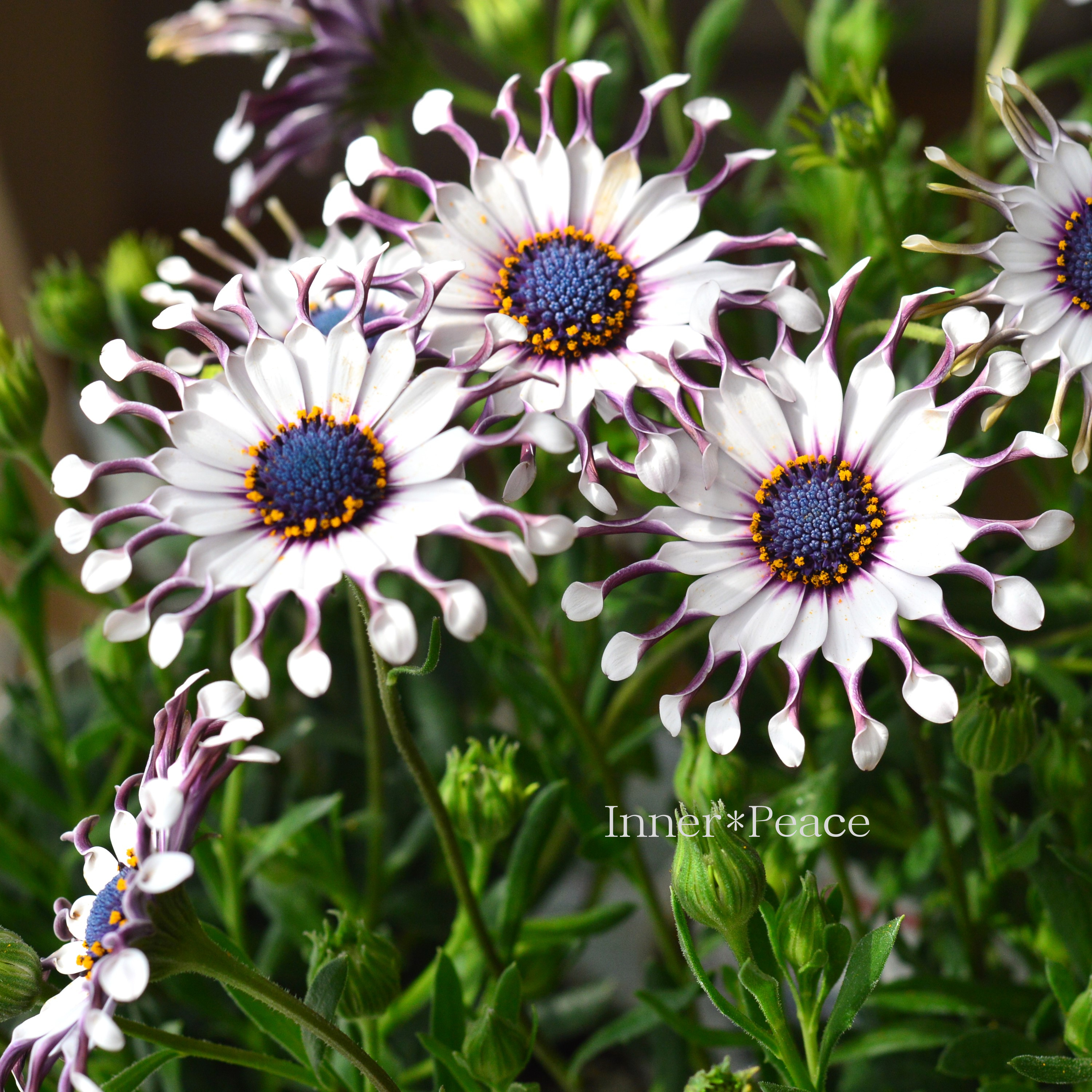 【個性的】 オステオスペルマム 『サニー・フィリップ』 3.5寸POT