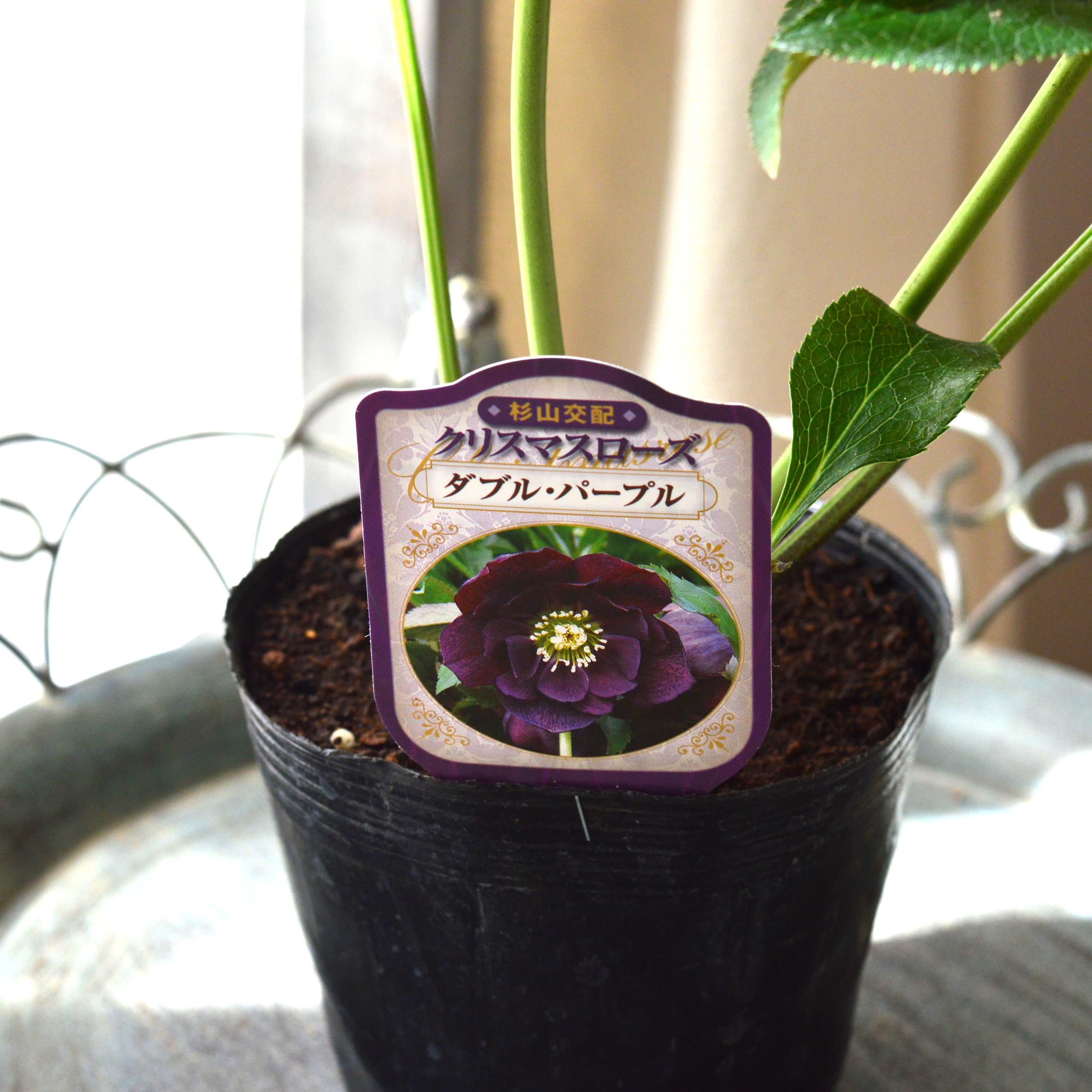 【杉光園芸さん】 クリスマスローズ 『ダブル・パープル』 4寸POT