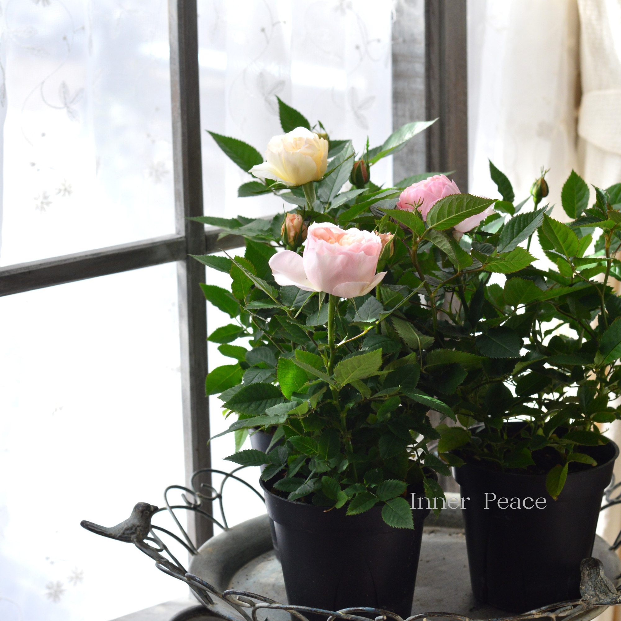 【大輪】 ミニ薔薇 『フジサン・フォーエバー』 4寸プラ鉢