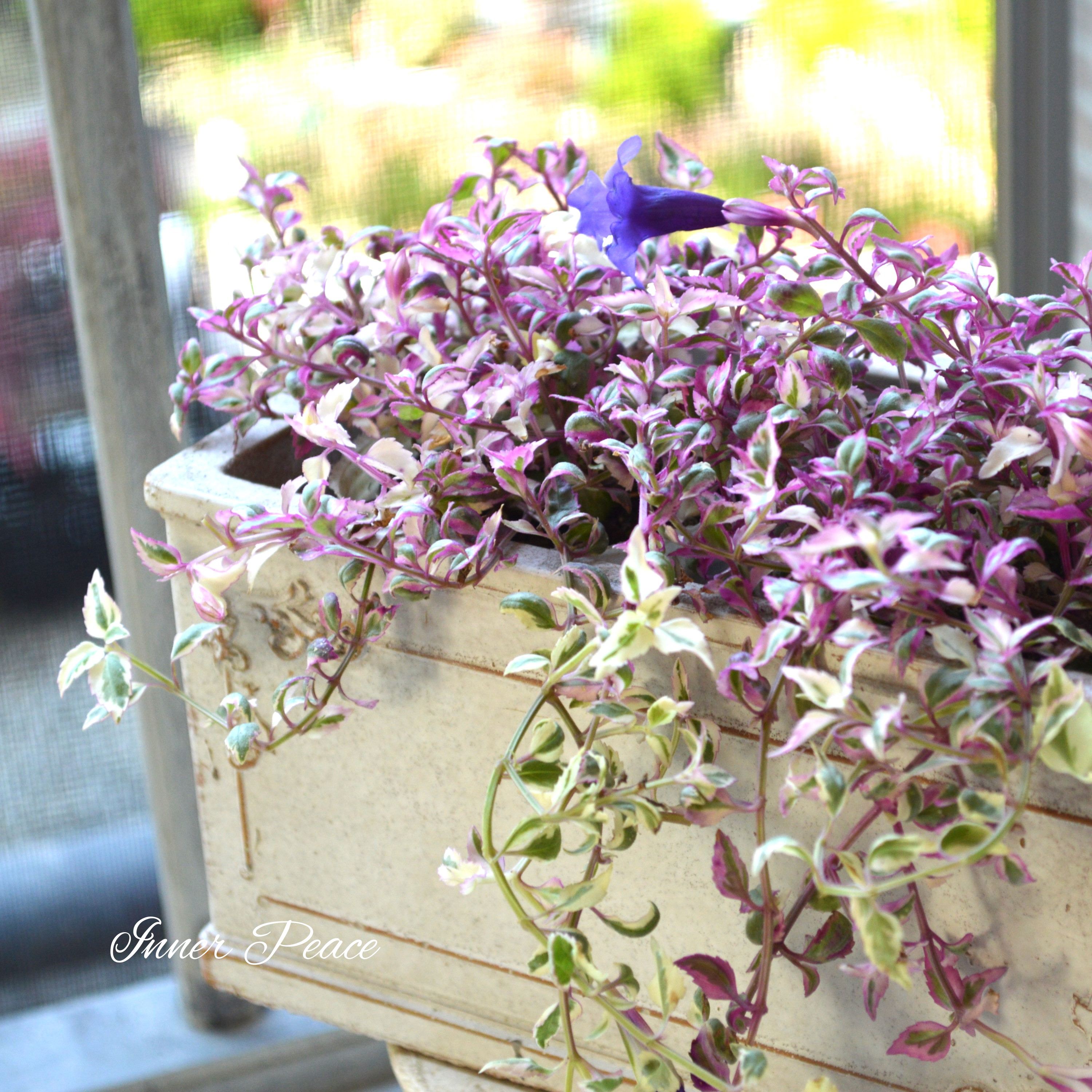 【斑入り】 トレニア 『スイートマジック』 2.5寸ロングPOT