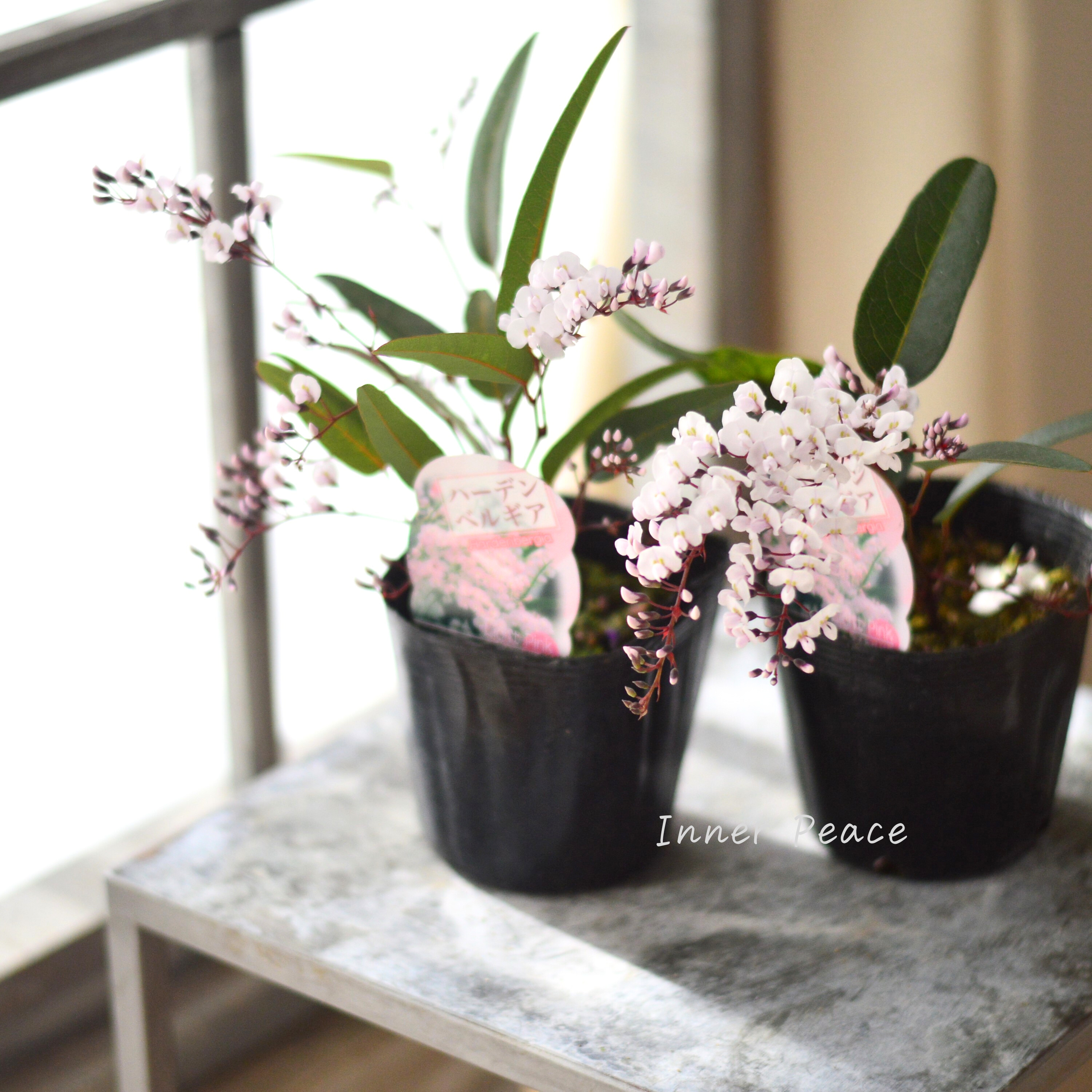 【美しい】 ハーデンベルギア 『ライトピンク』 3.5寸POT