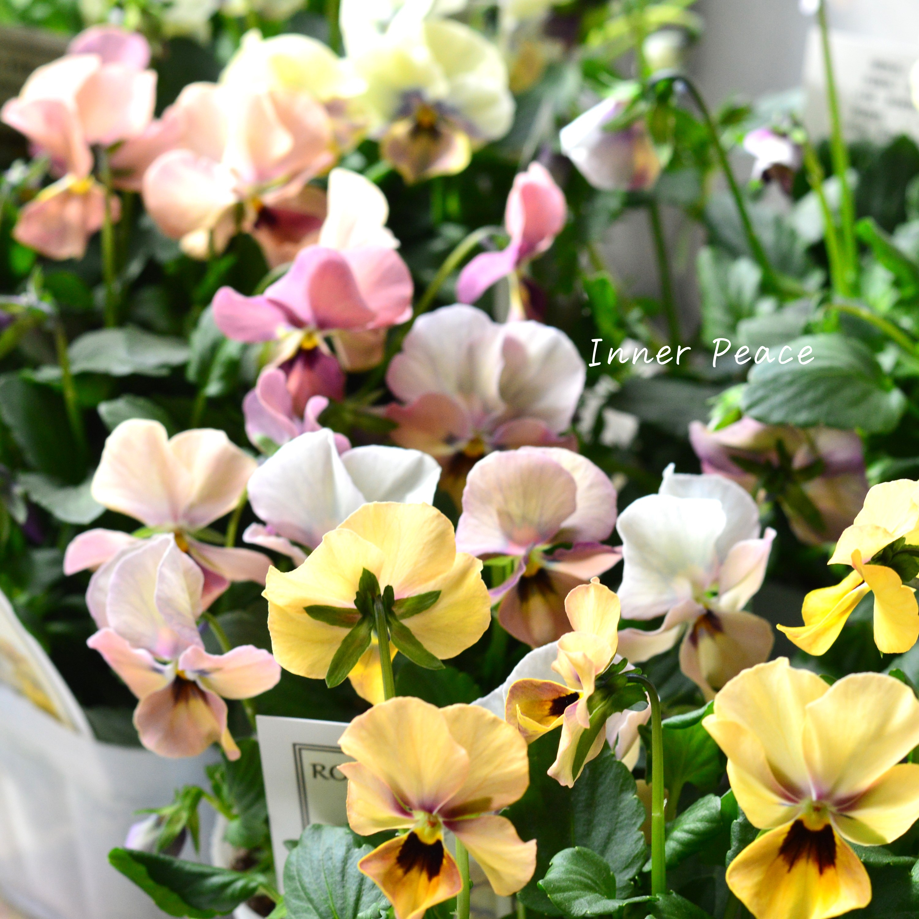 【美しい】 ビオラ ロカハーツ 『ホルシス』 3.5寸POT