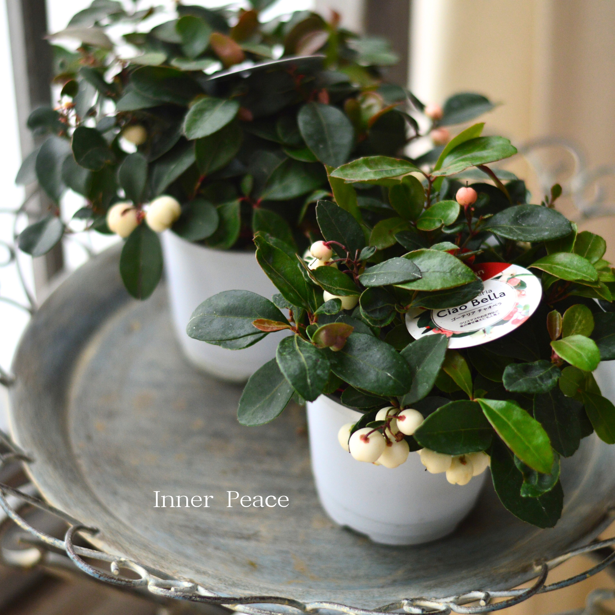 【寄せ植えに】ゴールテリア・チャオペラ 『ホワイト』 3寸POT