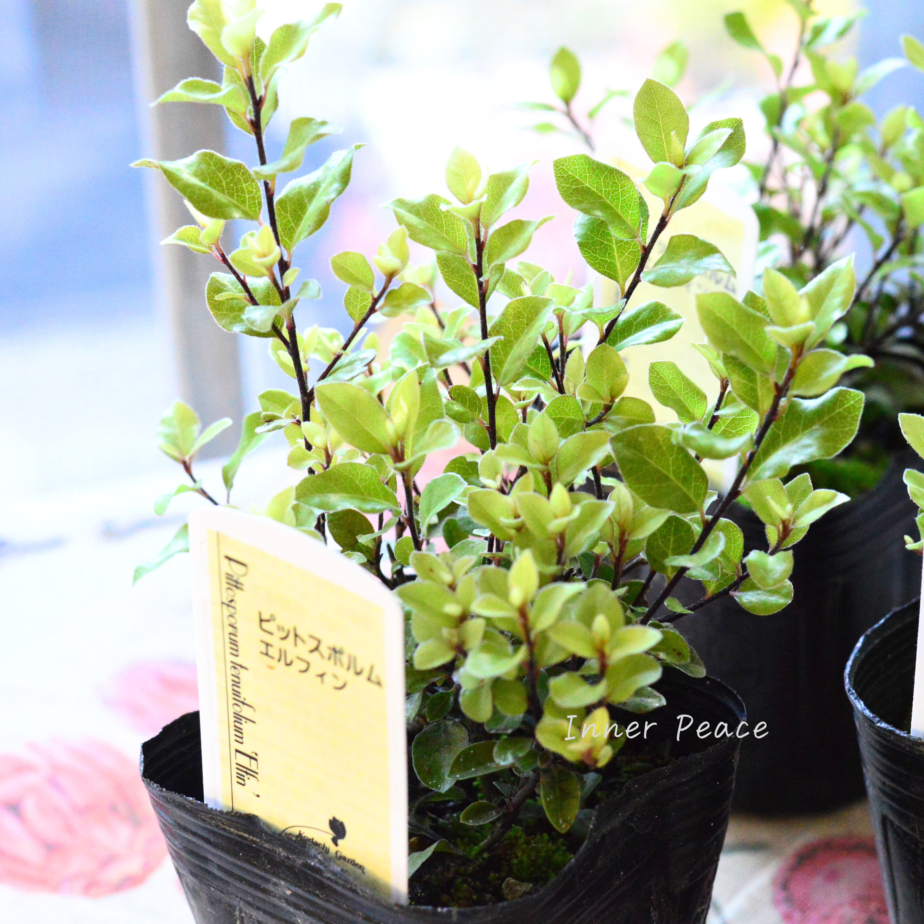 【美しい】 ピットスポルム 『エルフィン』 3寸POT