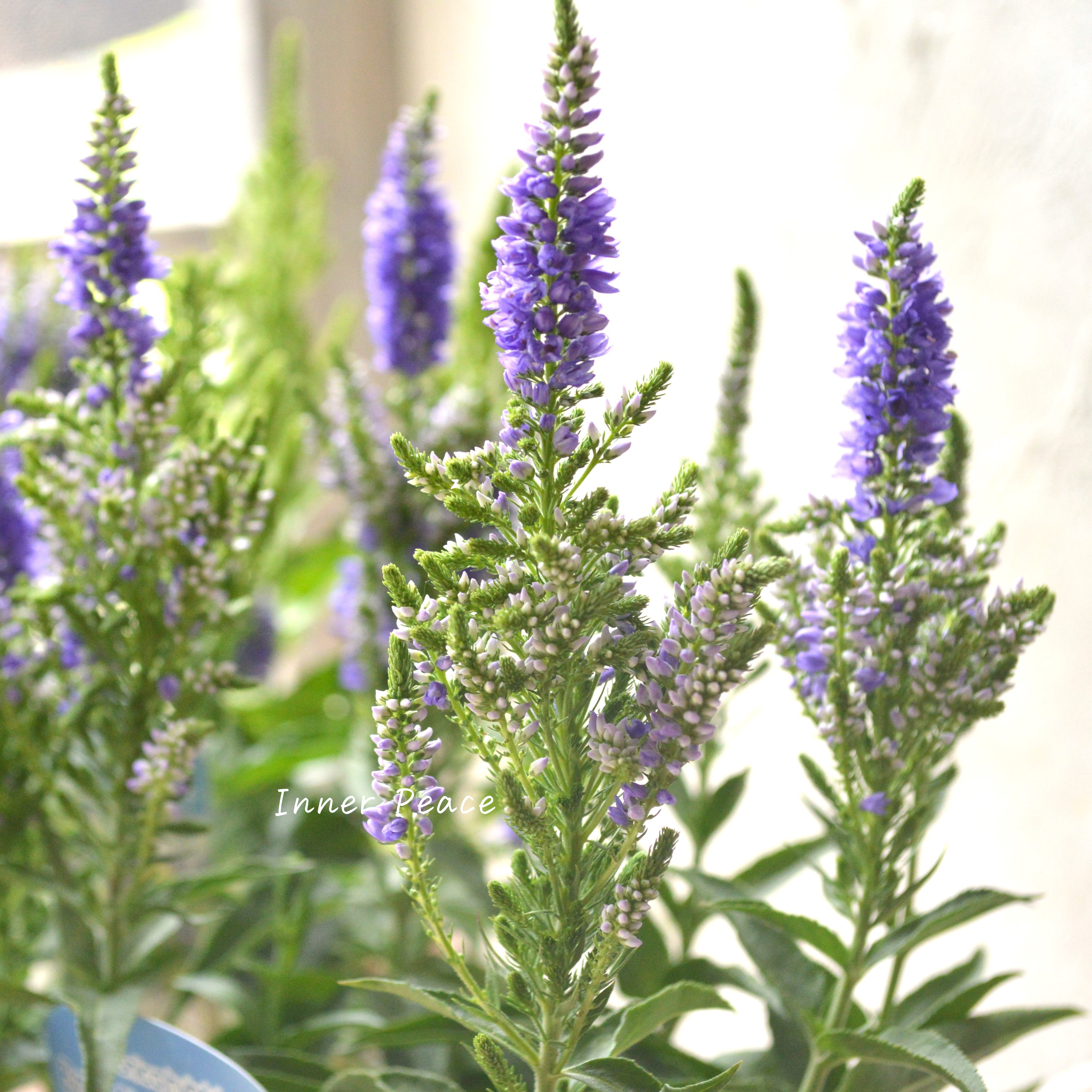 Sale! 【宿根】 ベロニカ 『ベビー ブルーマー ブルー』 3寸POT