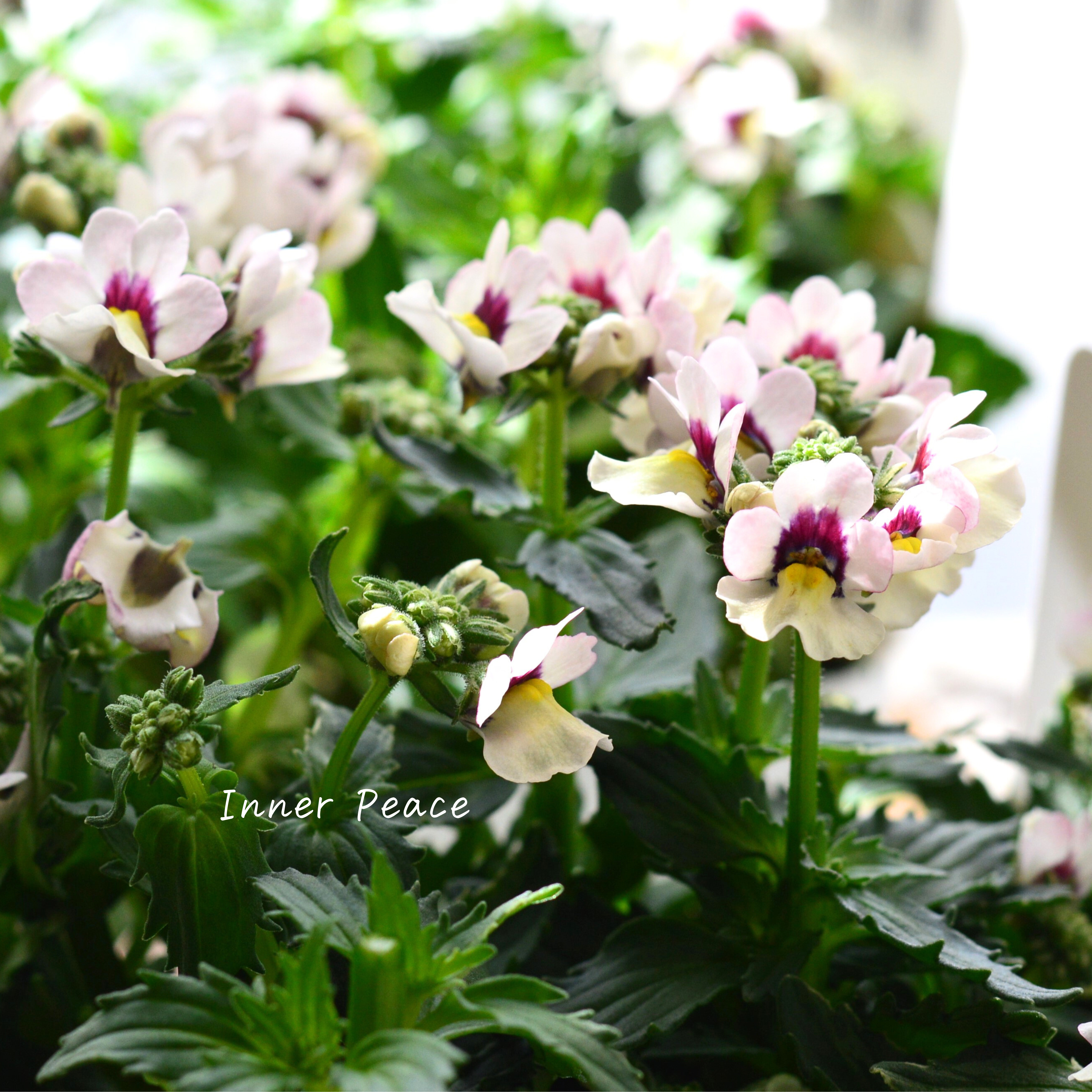 【花芳さん】 ネメシア 『マリー・シェルピーチ』 3.5寸POT