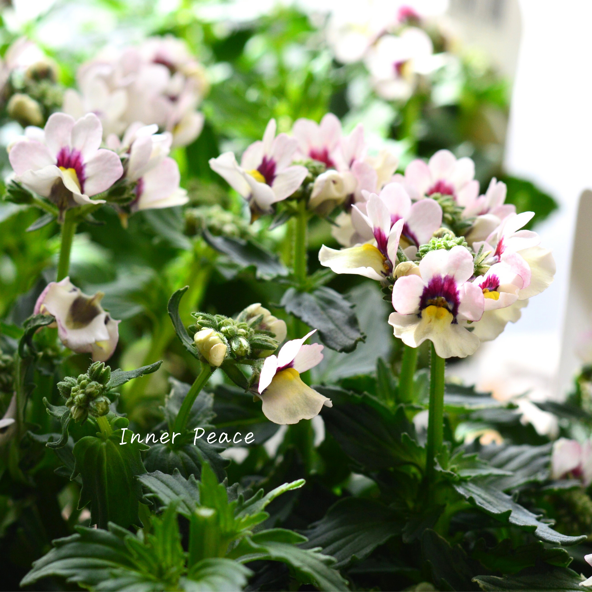 花芳さん】 ネメシア 『マリー・シェルピーチ』 3.5寸POT