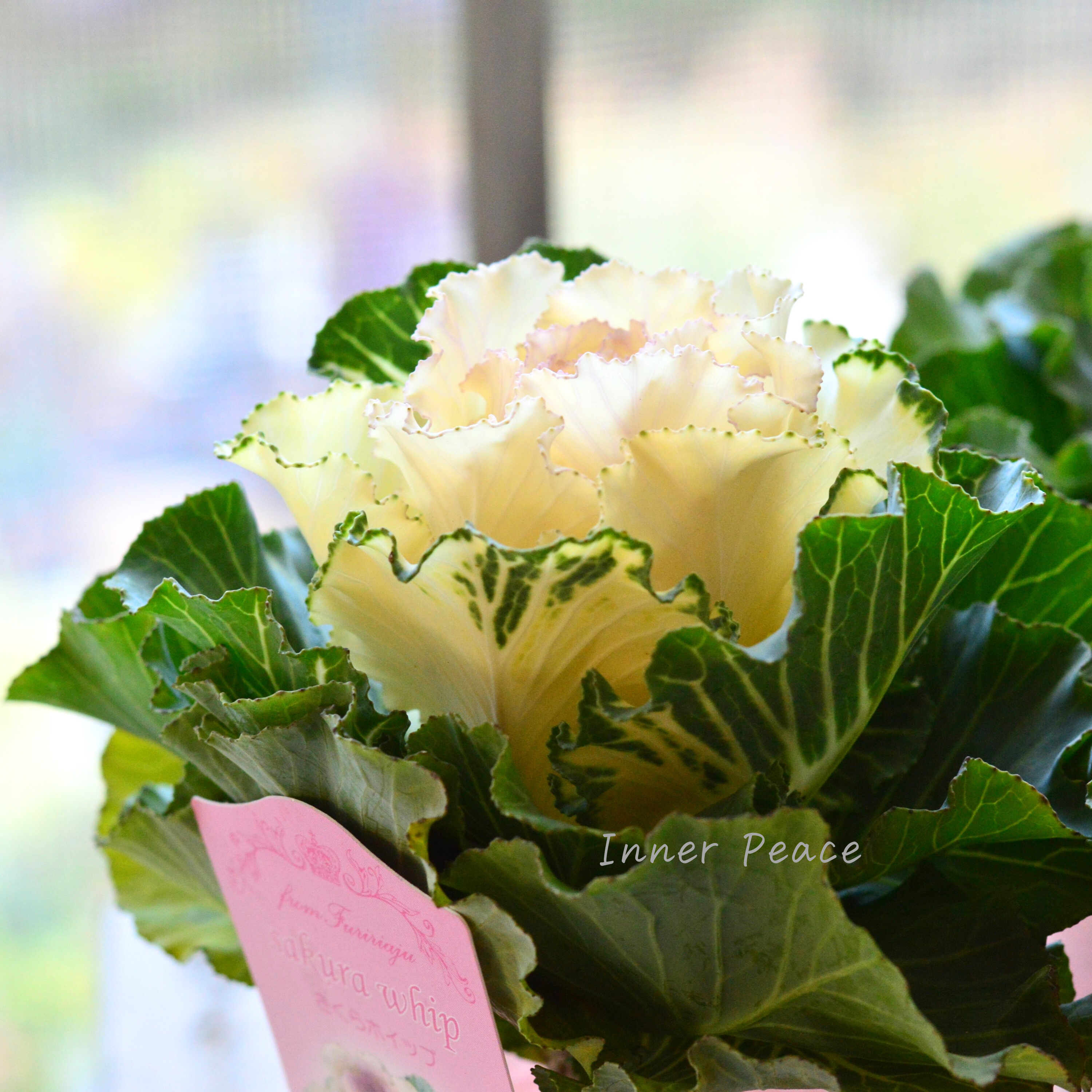 【かわいい】 葉牡丹 『さくらホイップ』 2.5寸ロングPOT