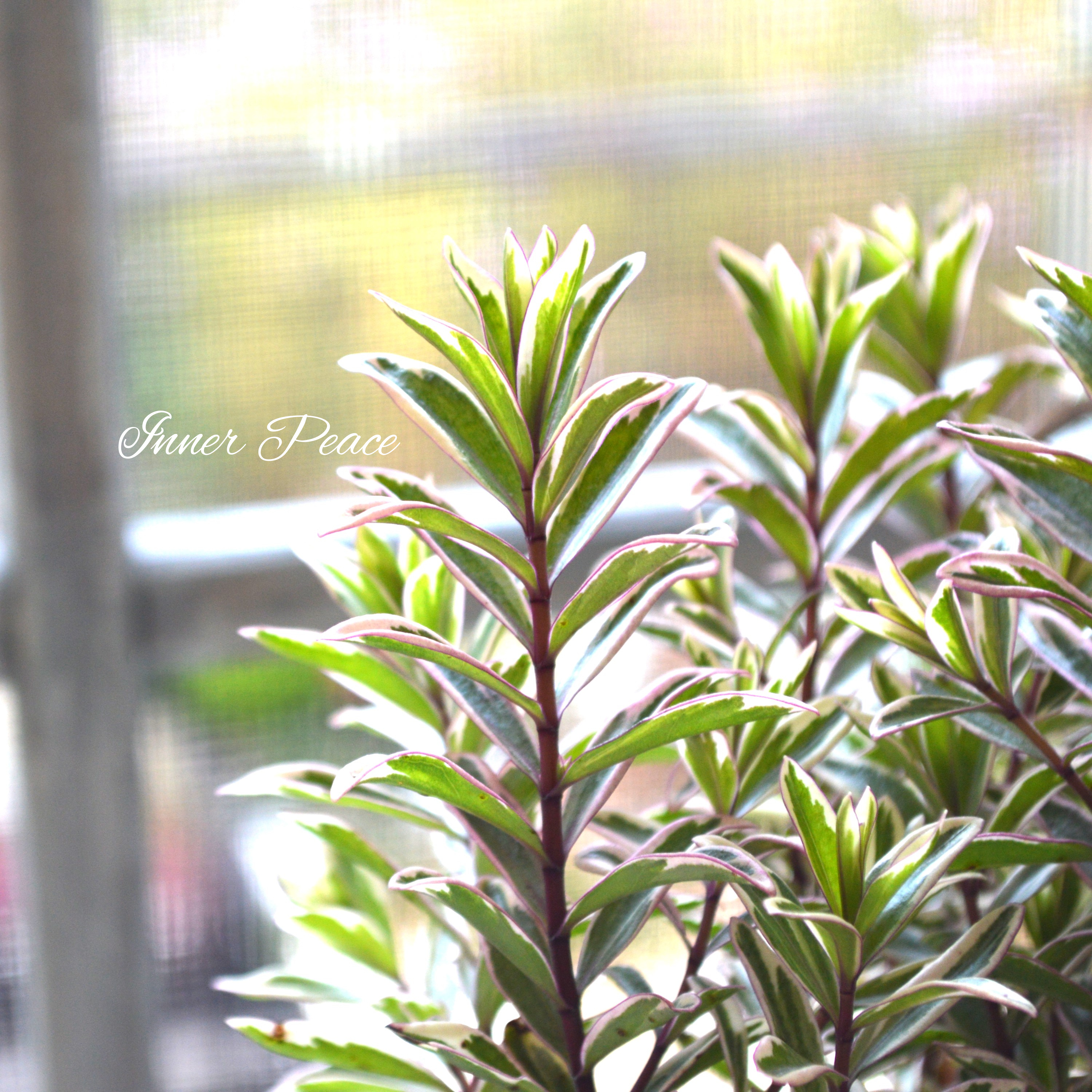 【寄せ植えに】 ヘーベ 『ハートブレイカー』 3寸POT