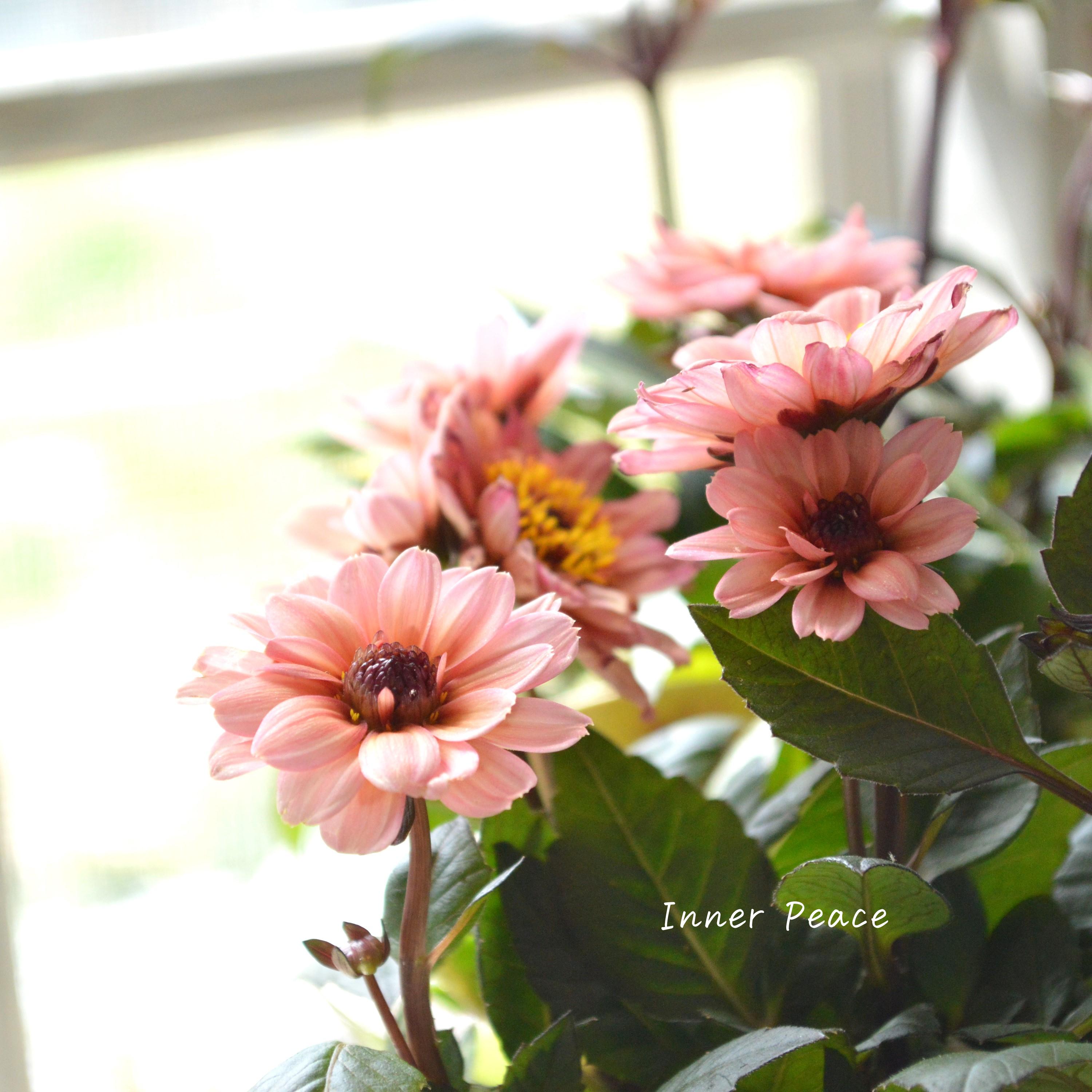 【宿根】 プチダリア・ハミングブロンズ 『エタニティ』 3.5寸POT