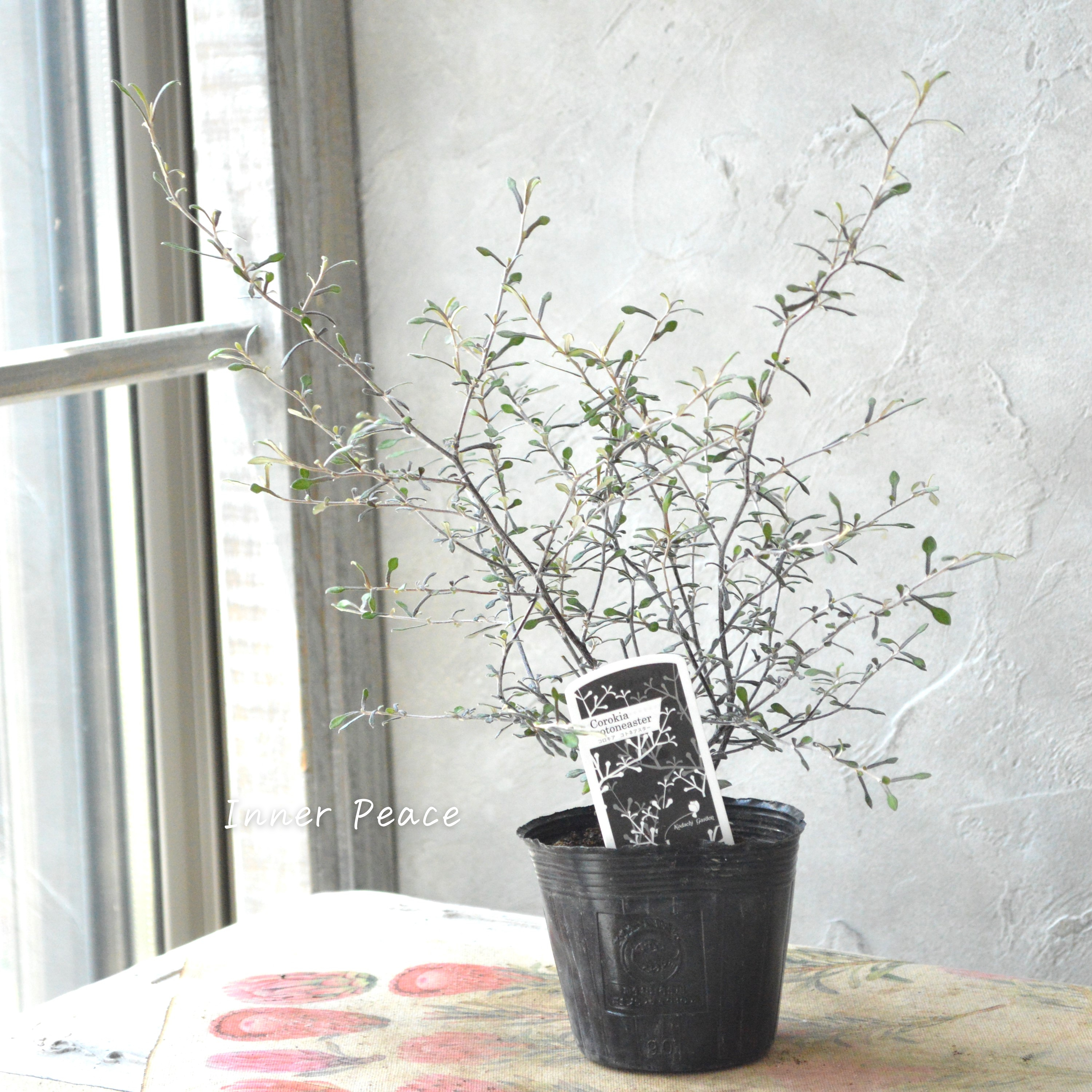 【オシャレ】 コロキア 『コトネアスター』 3寸POT