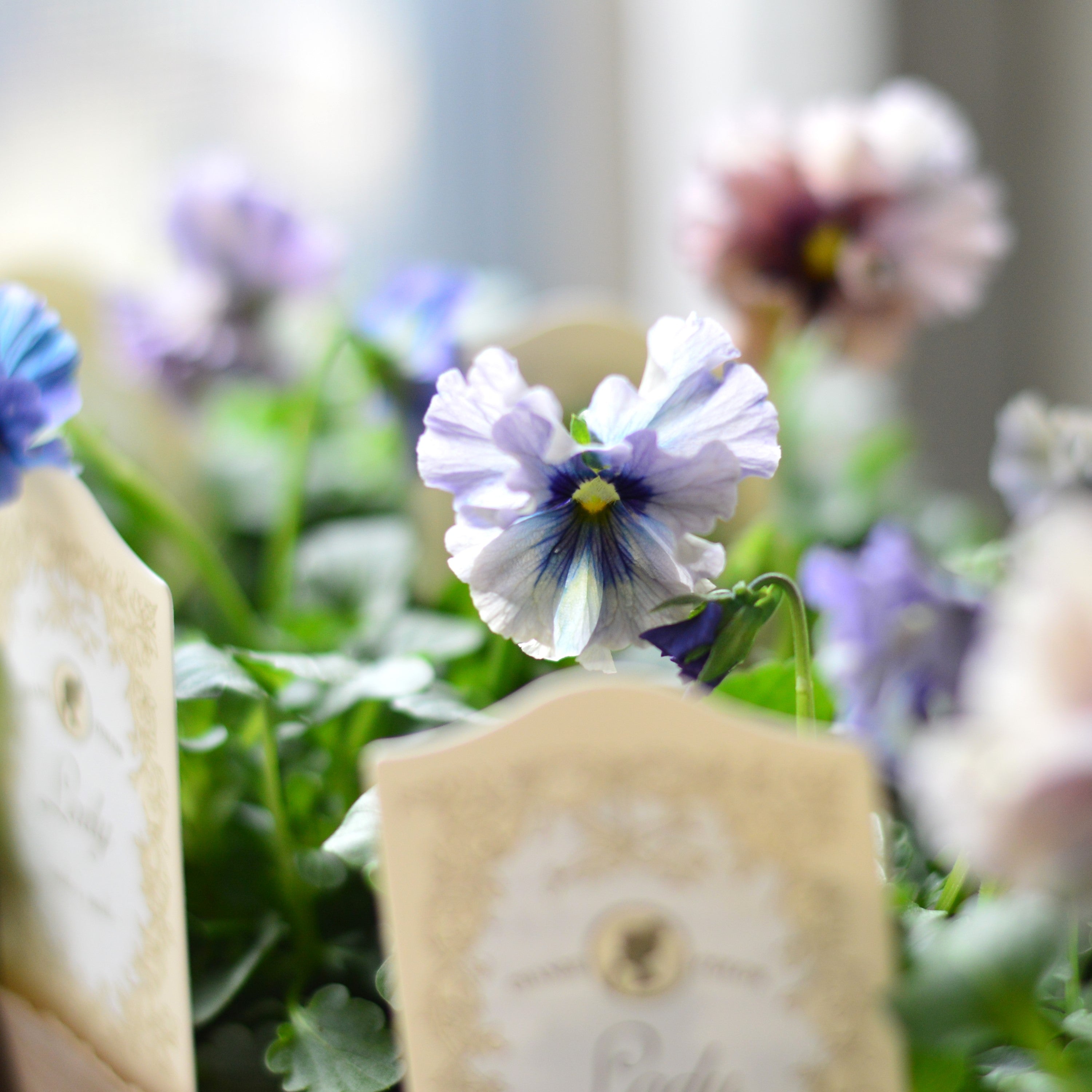 【希少】 石川園芸さんビオラ 『レディ』 3寸POT