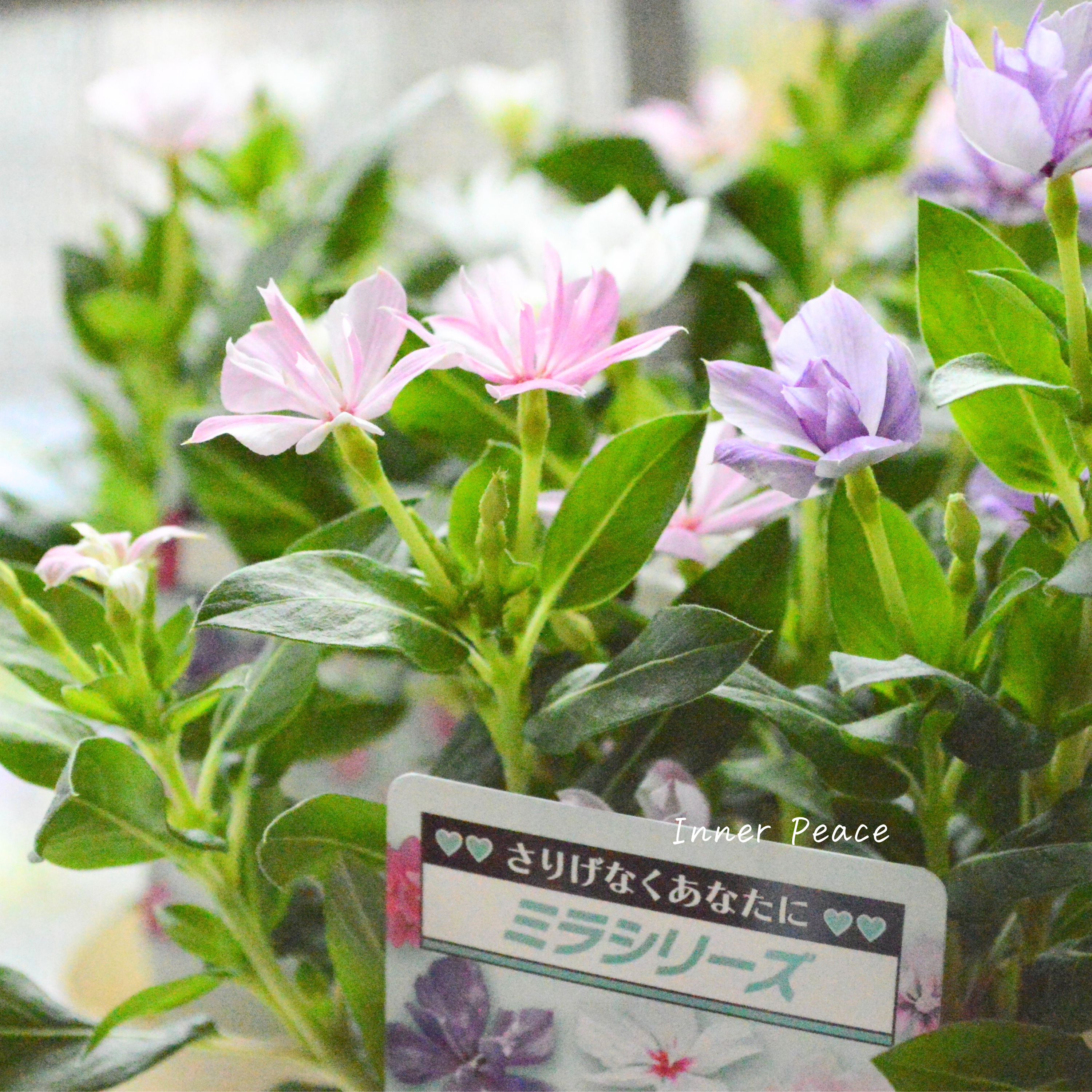 【北島園芸さん】 ニチニチソウ・ミックス植え 『ミラミックス』 3.5寸POT