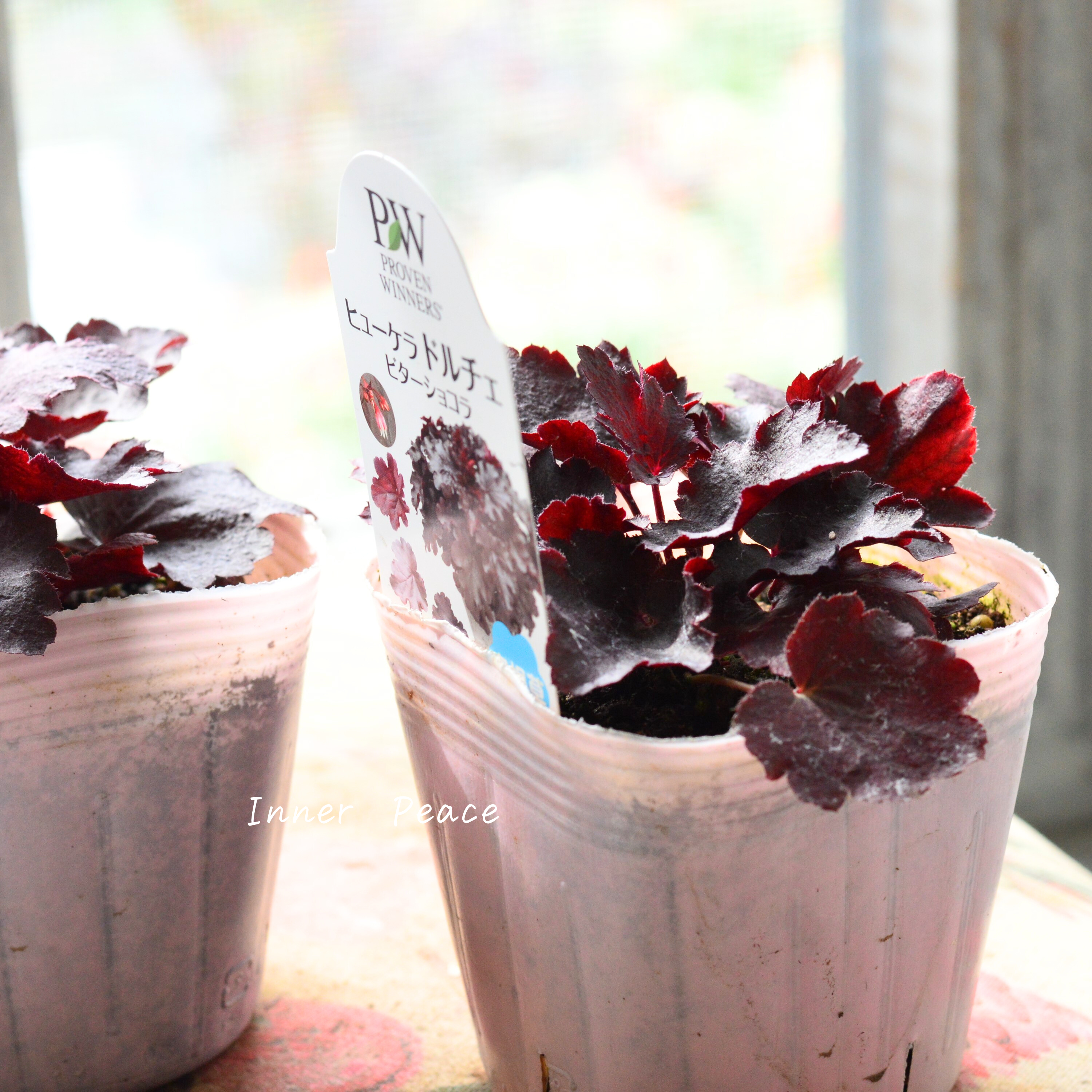 【PW】 ヒューケラ ドルチェ 『ビターショコラ』 3.5寸POT