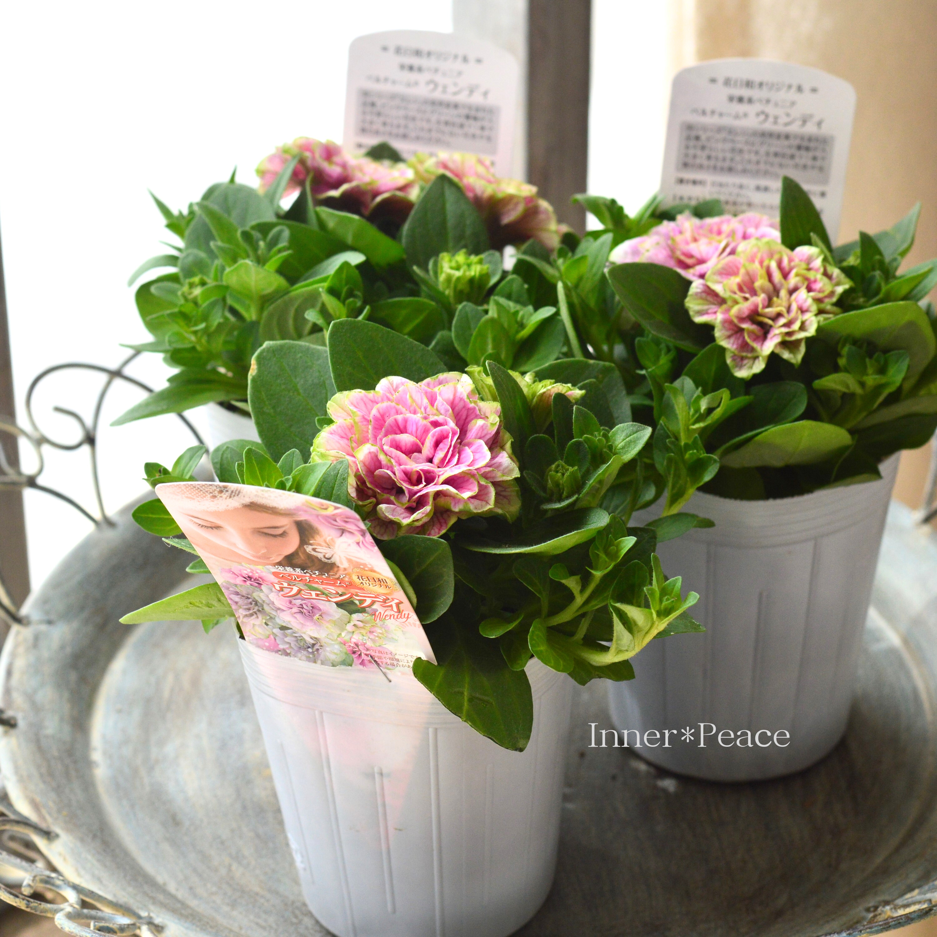 【花日和さんオリジナル】 栄養系ペチュニア 『ベルチャーム・ウエンディ』 3寸ロング~3.5寸POT