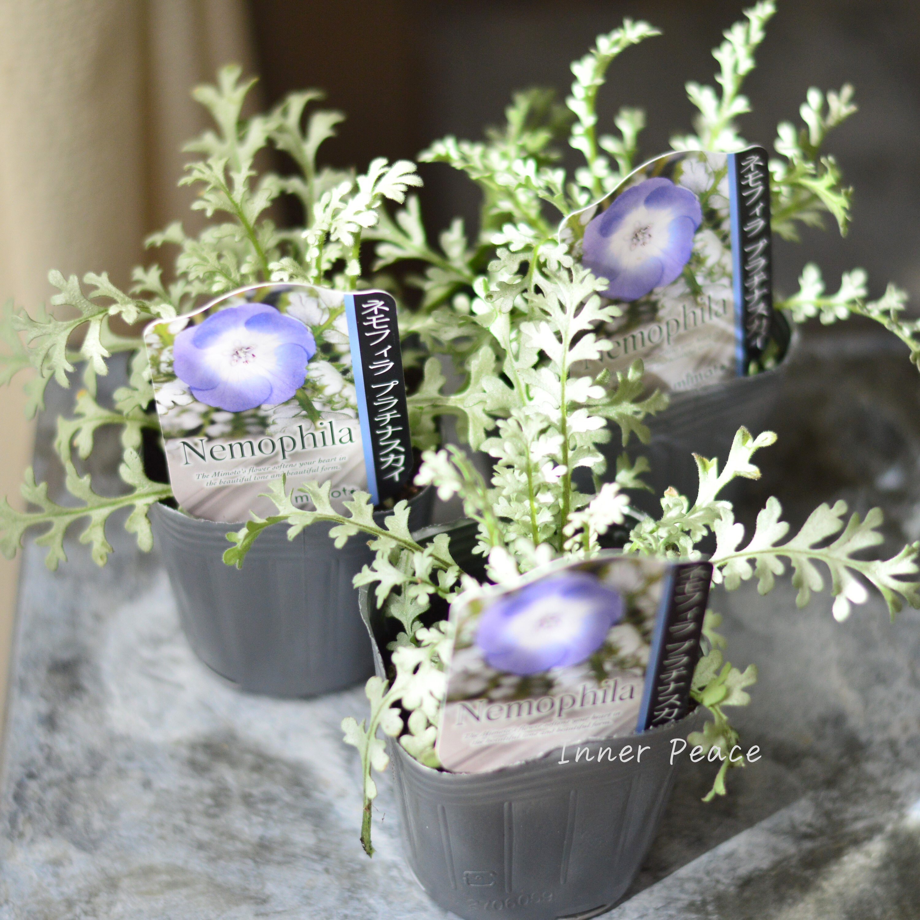 【見元園芸さん】 ネモフィラ 『プラチナスカイ』 植え込み用 3寸POT