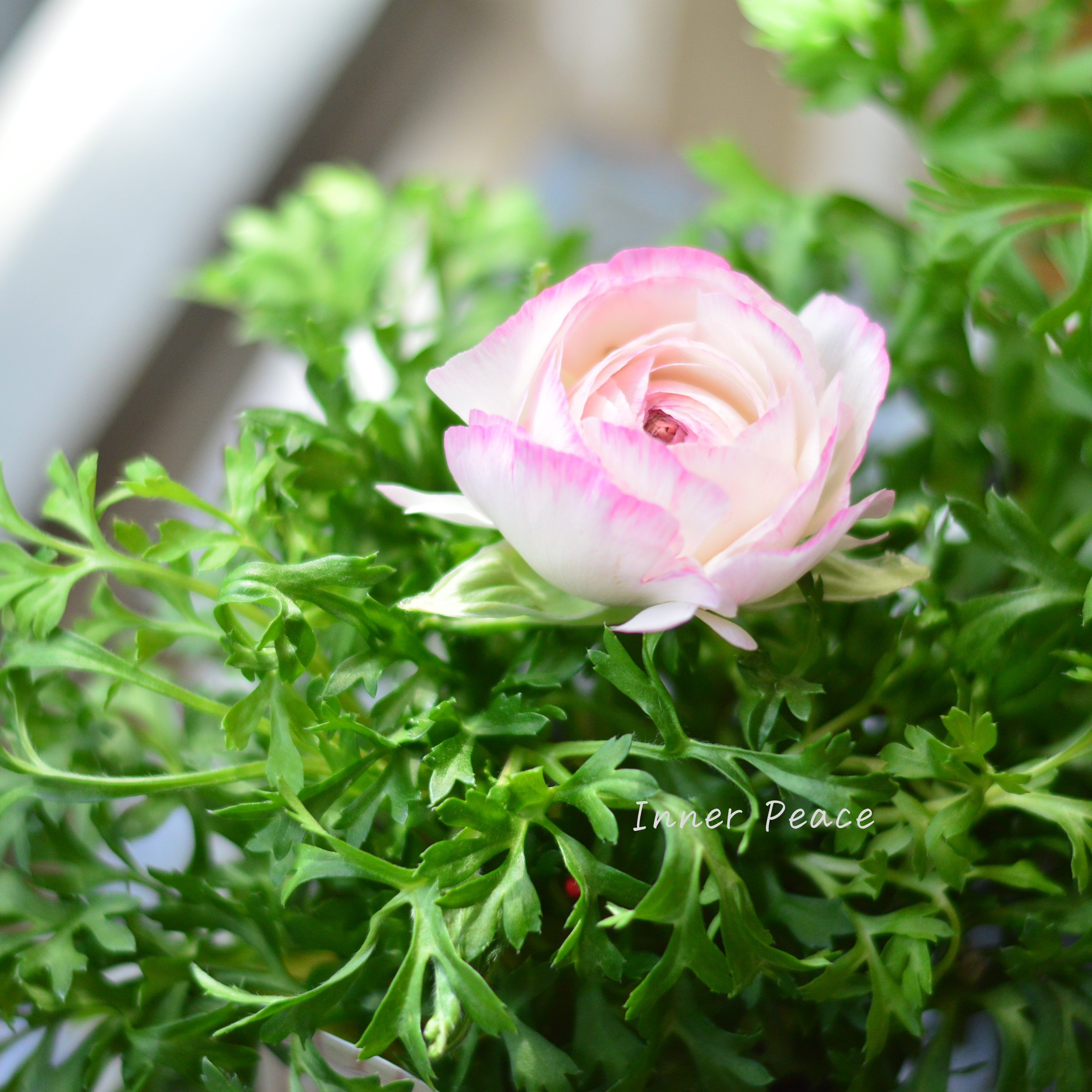 【かわいい】 ラナンキュラス 『スプリンクル・ピンクバイカラー』 3.5寸POT