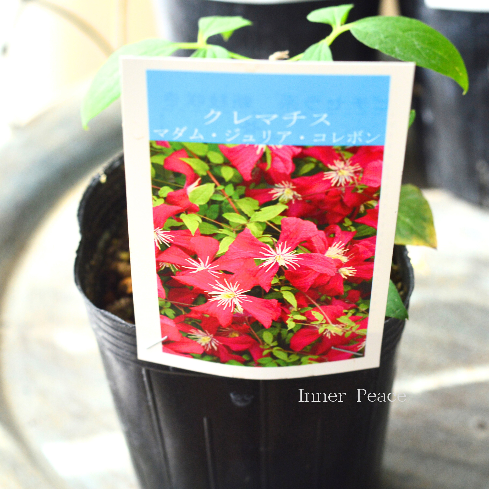 【及川フラグリーンさん】 クレマチス5点セット(流星入り) 3寸POT