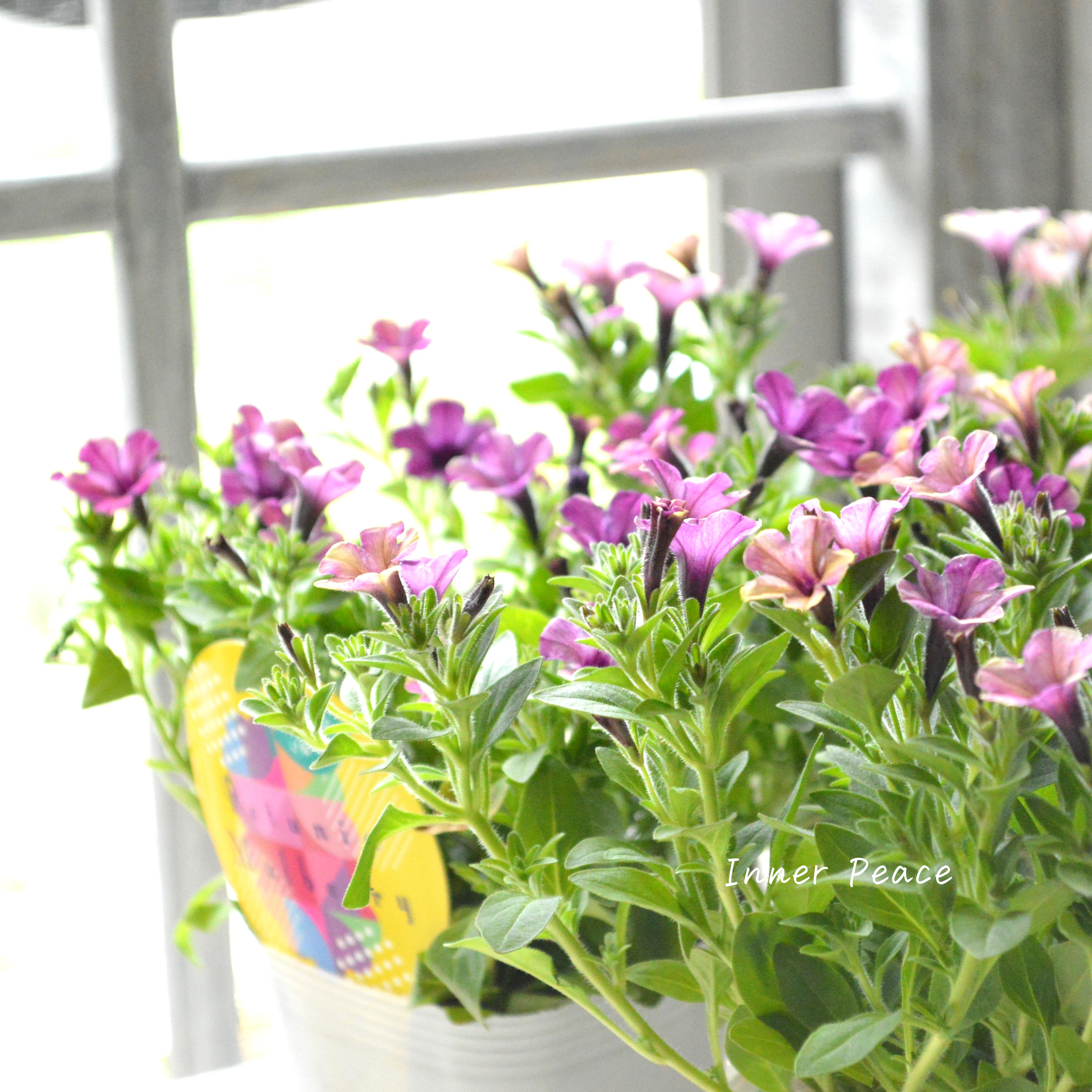 【花芳さんオリジナル】 小輪ペチュニア 『マルベリー』 3.5寸POT