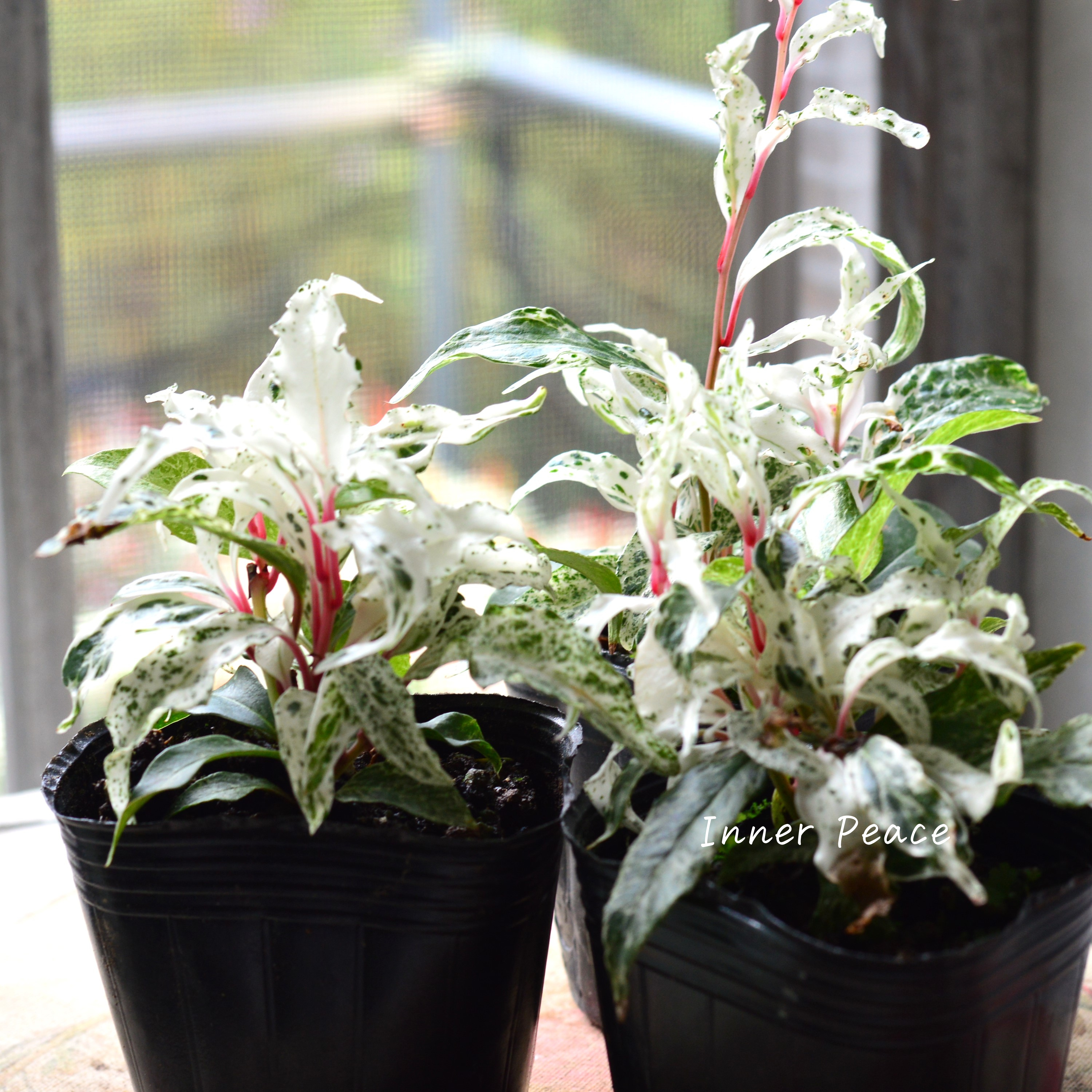 【美しい】 美男カズラ 『紅吹雪』 3寸POT