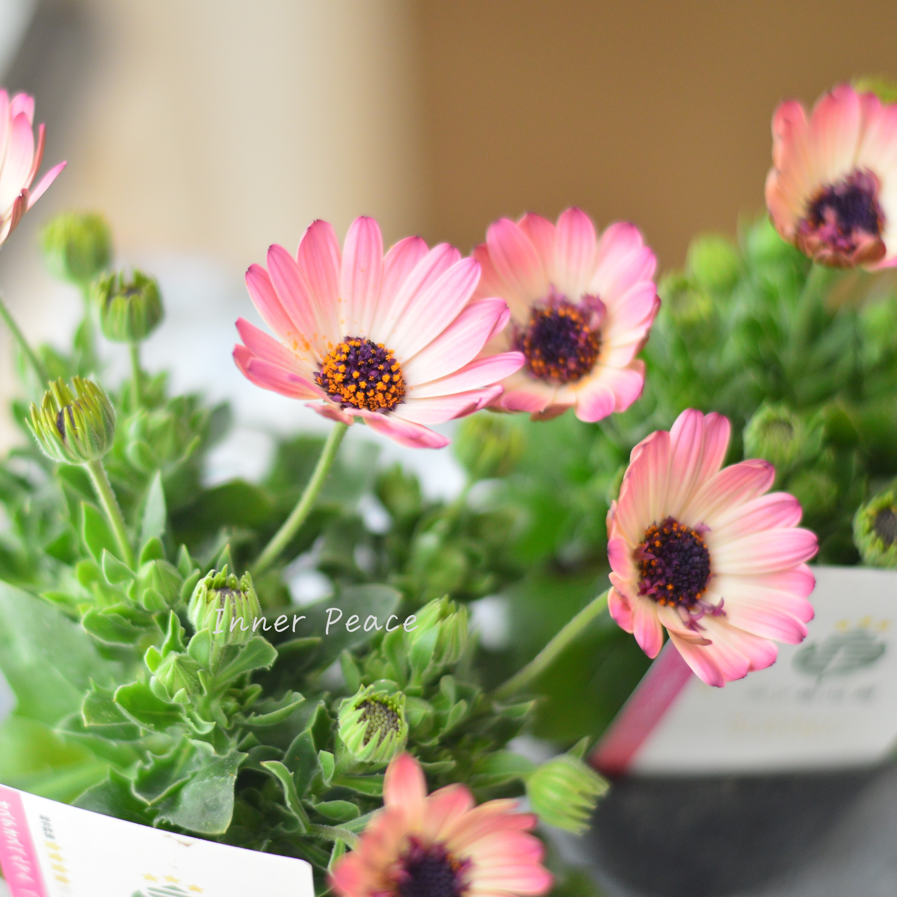 【大人かわいい】 オステオスペルマム 『ベルフルール・A』 3.5寸POT