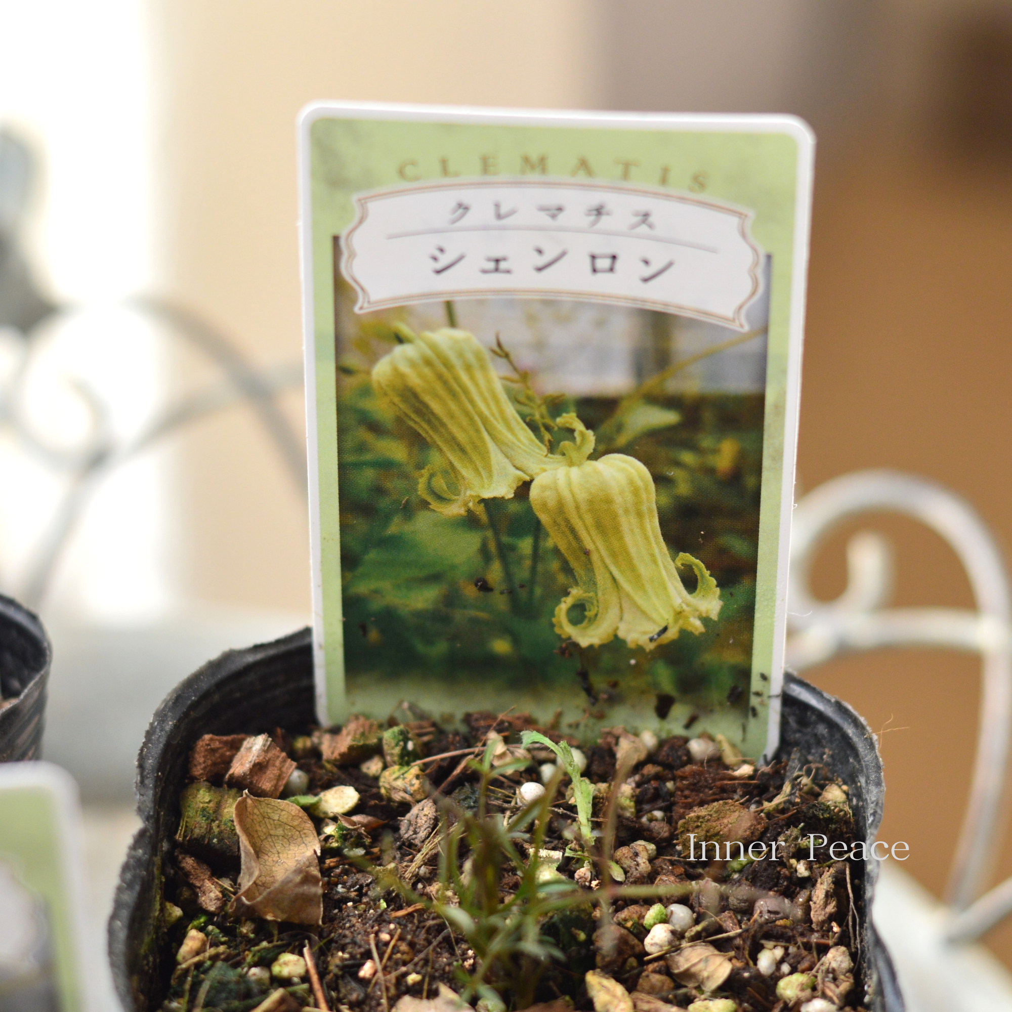 【New】 クレマチス ヴィオルナ系 『シェンロン』 3寸ロングPOT