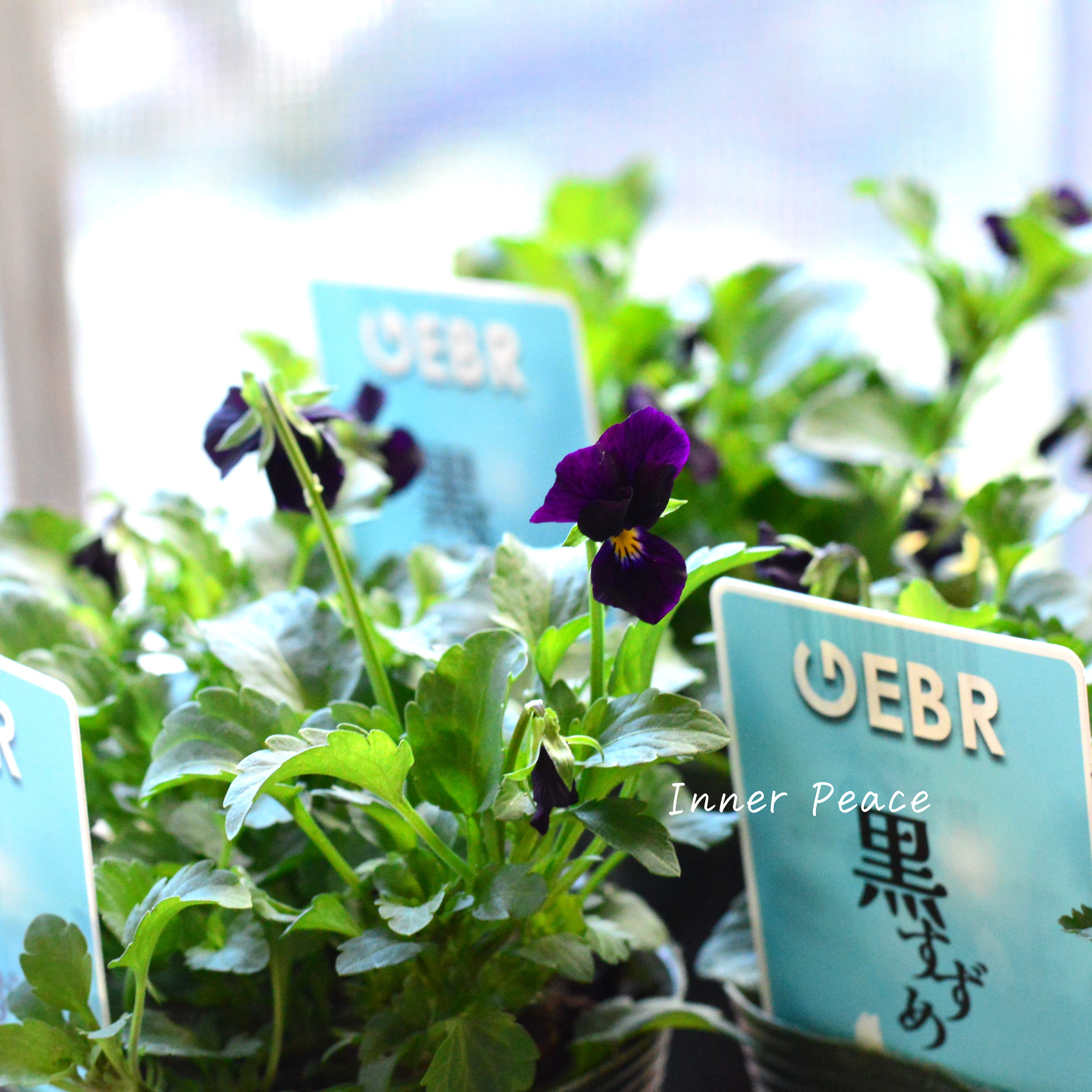 【ゲブラさん】 希少 ビオラ 『黒すずめ』 3.5寸POT