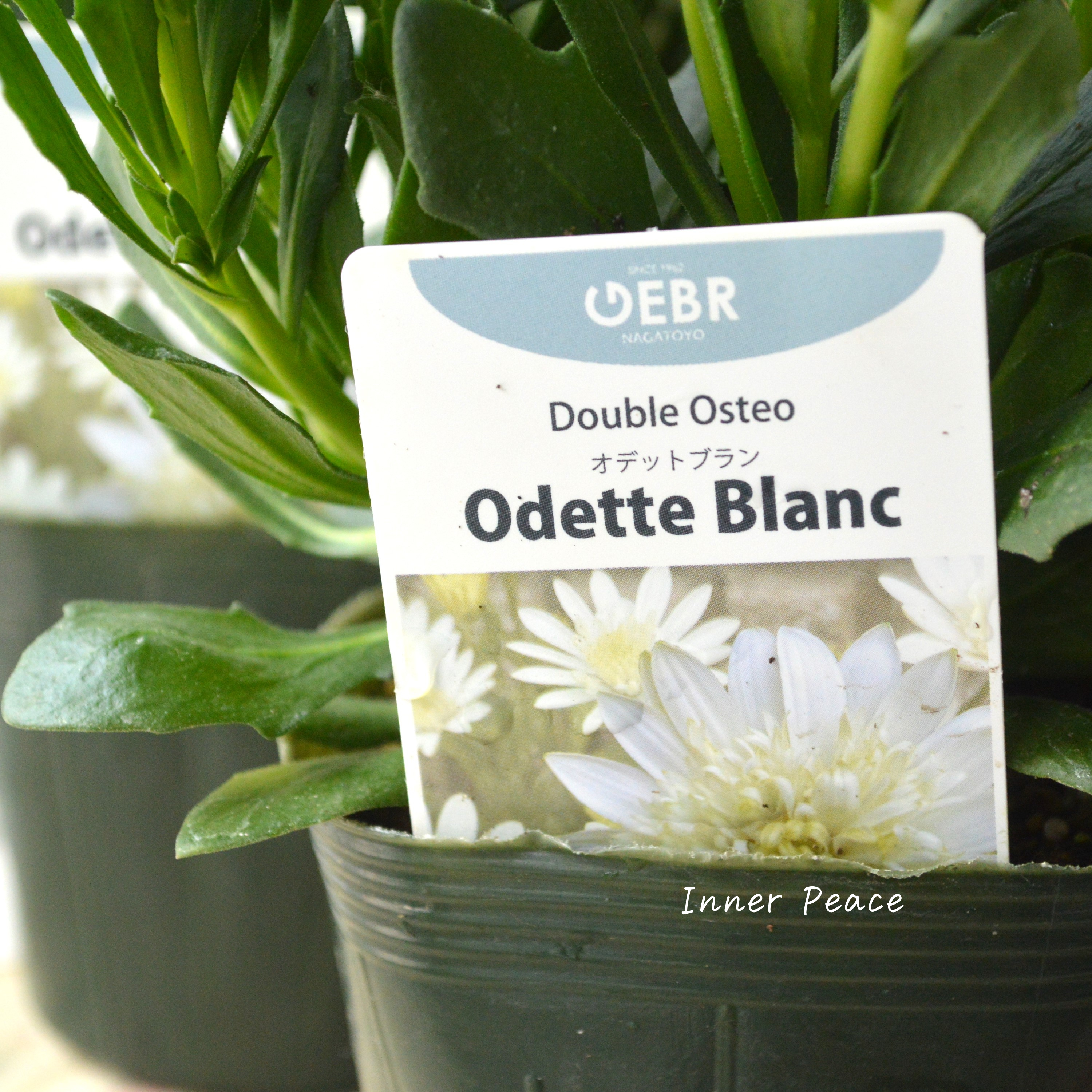 【ゲブラさんオリジナル】 オステオスペルマム 『オデットブラン』 3.5寸POT