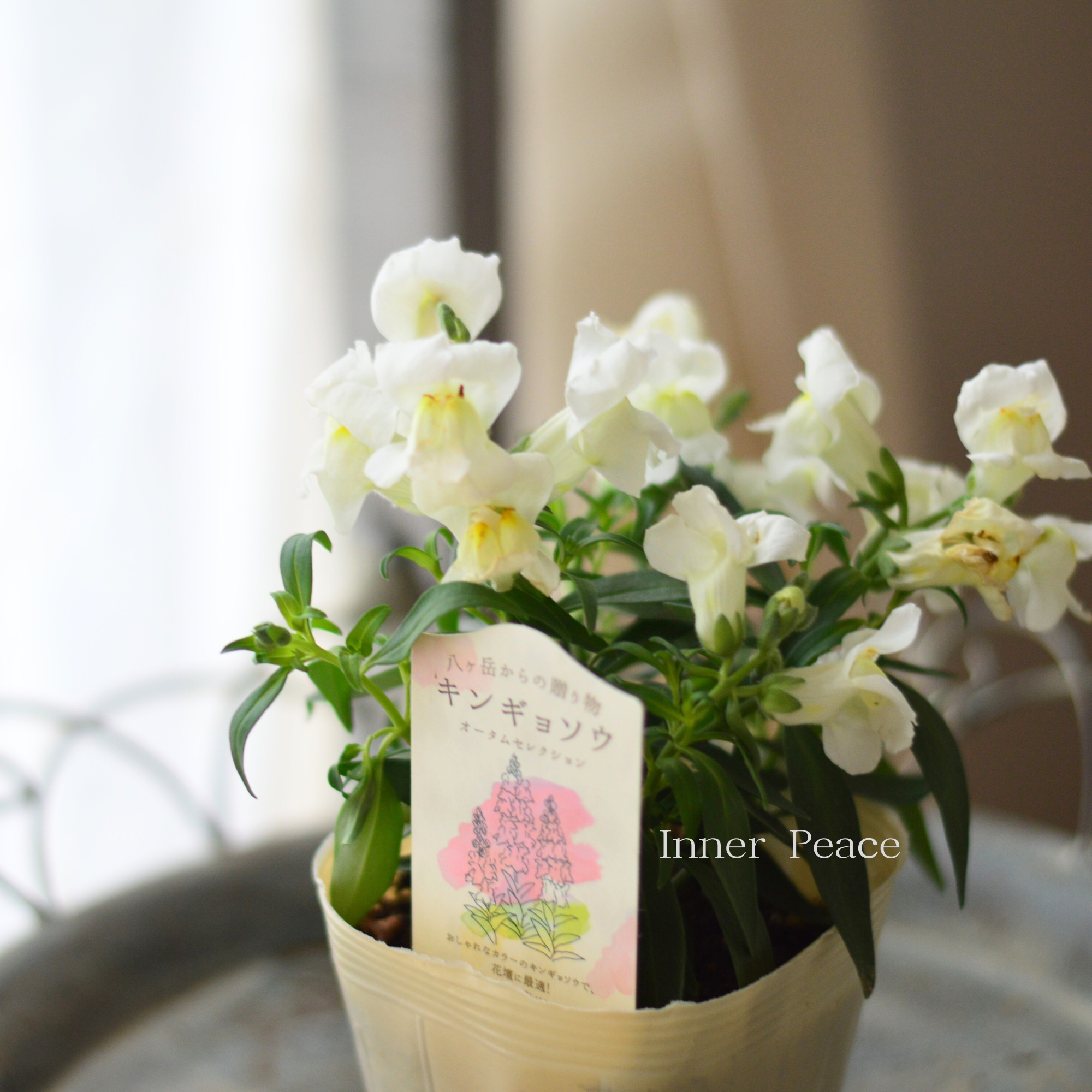 【かわいい】 キンギョソウ 『オータムセレクション E』 3.5寸POT