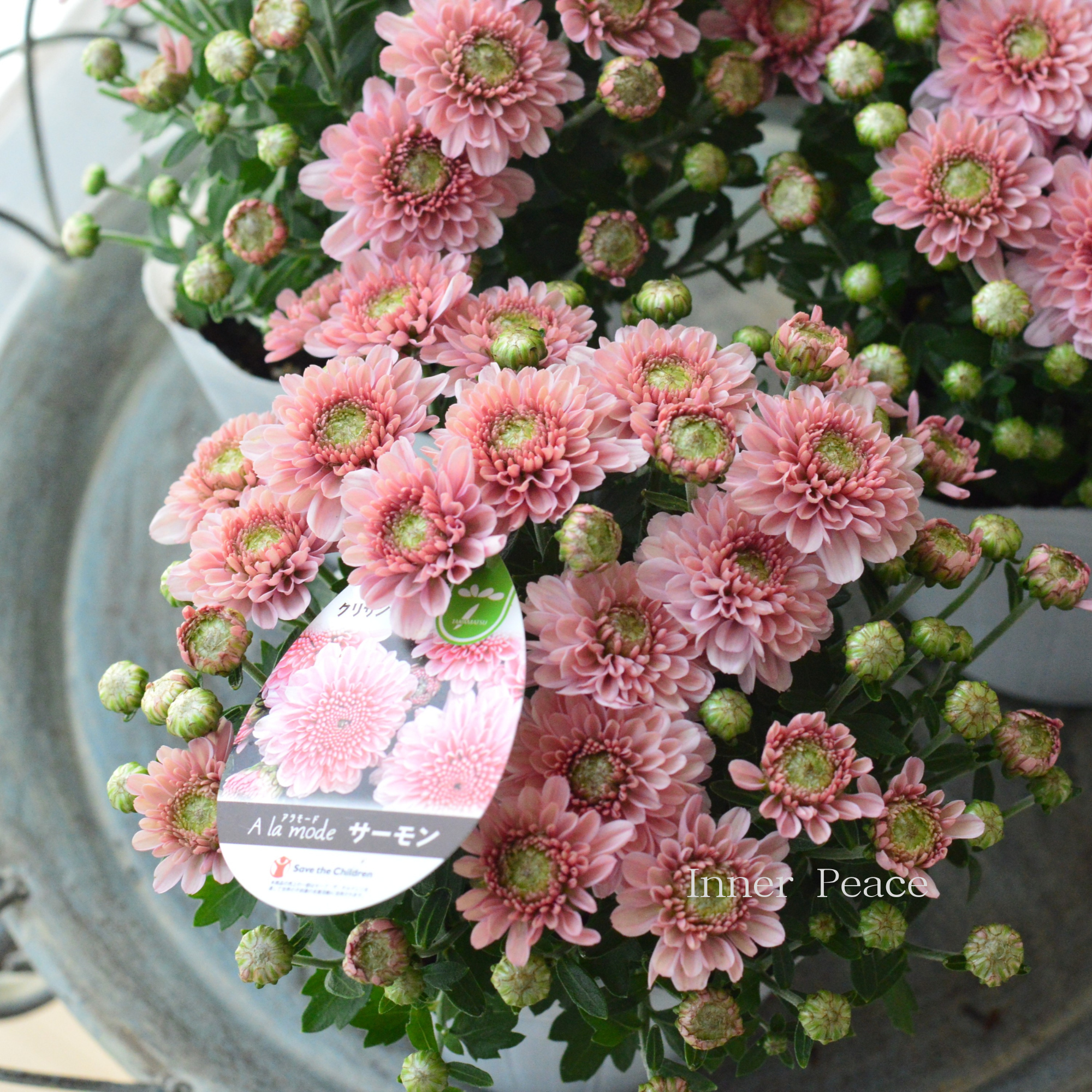 【アンティーク】 クリサンセマム・アラモード 『サーモン』 3.5号POT